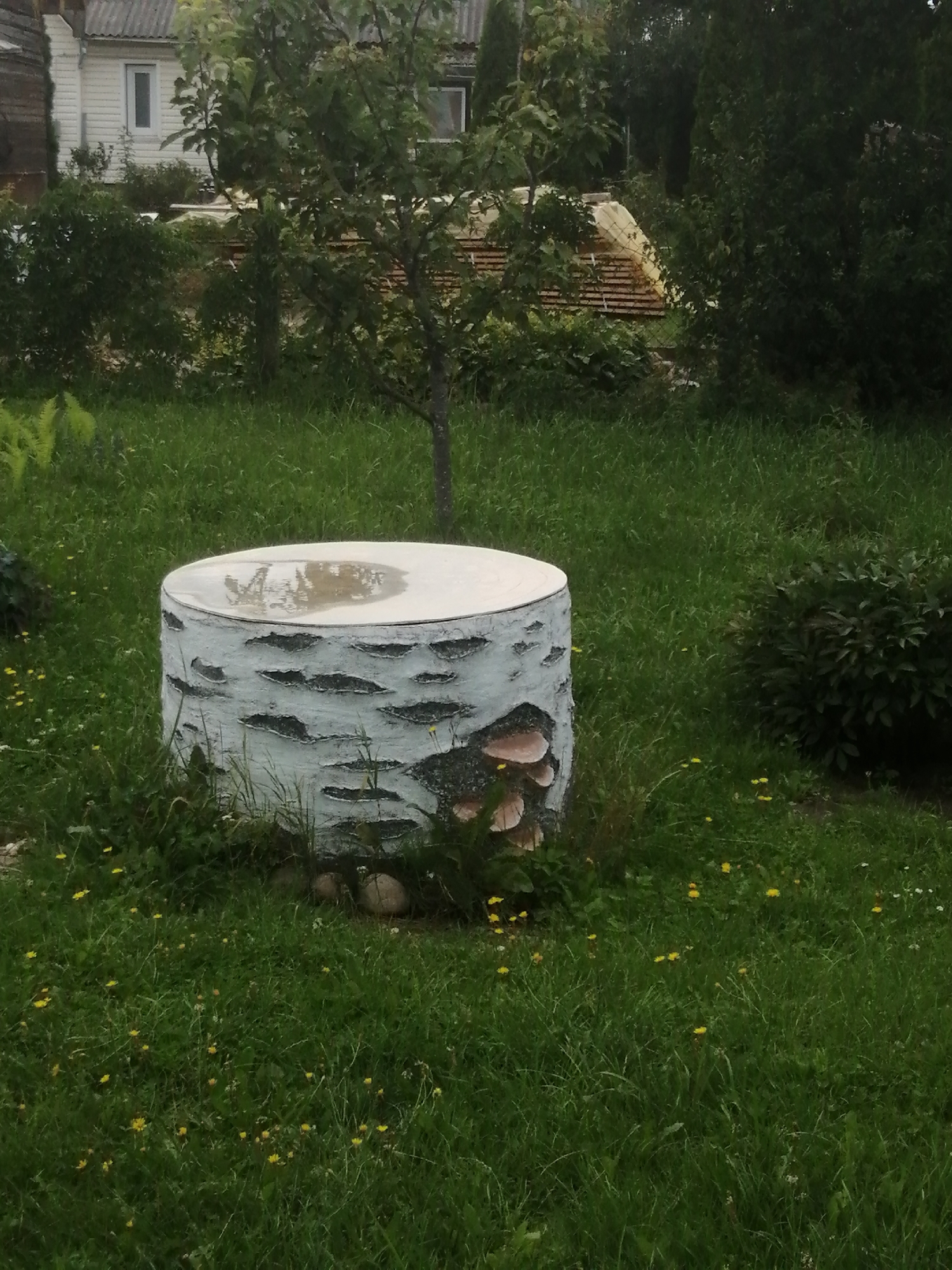 In Slonim, Belarus, a cylindrical object resembling a large birch tree stump with a white, textured surface and dark, irregular markings stands in a grassy area. The top of the object is flat and appears to be made of a lighter material, with a puddle of water reflecting the overcast sky. Several shelf fungi, light brown in color, are growing on the side of the stump. The surrounding environment consists of lush green grass dotted with small yellow wildflowers. In the background, a house with white siding and a gray roof is visible, partially obscured by dense green bushes and trees. To the right, a large, dark green shrub or bush dominates the landscape. The scene appears to be a residential outdoor area.