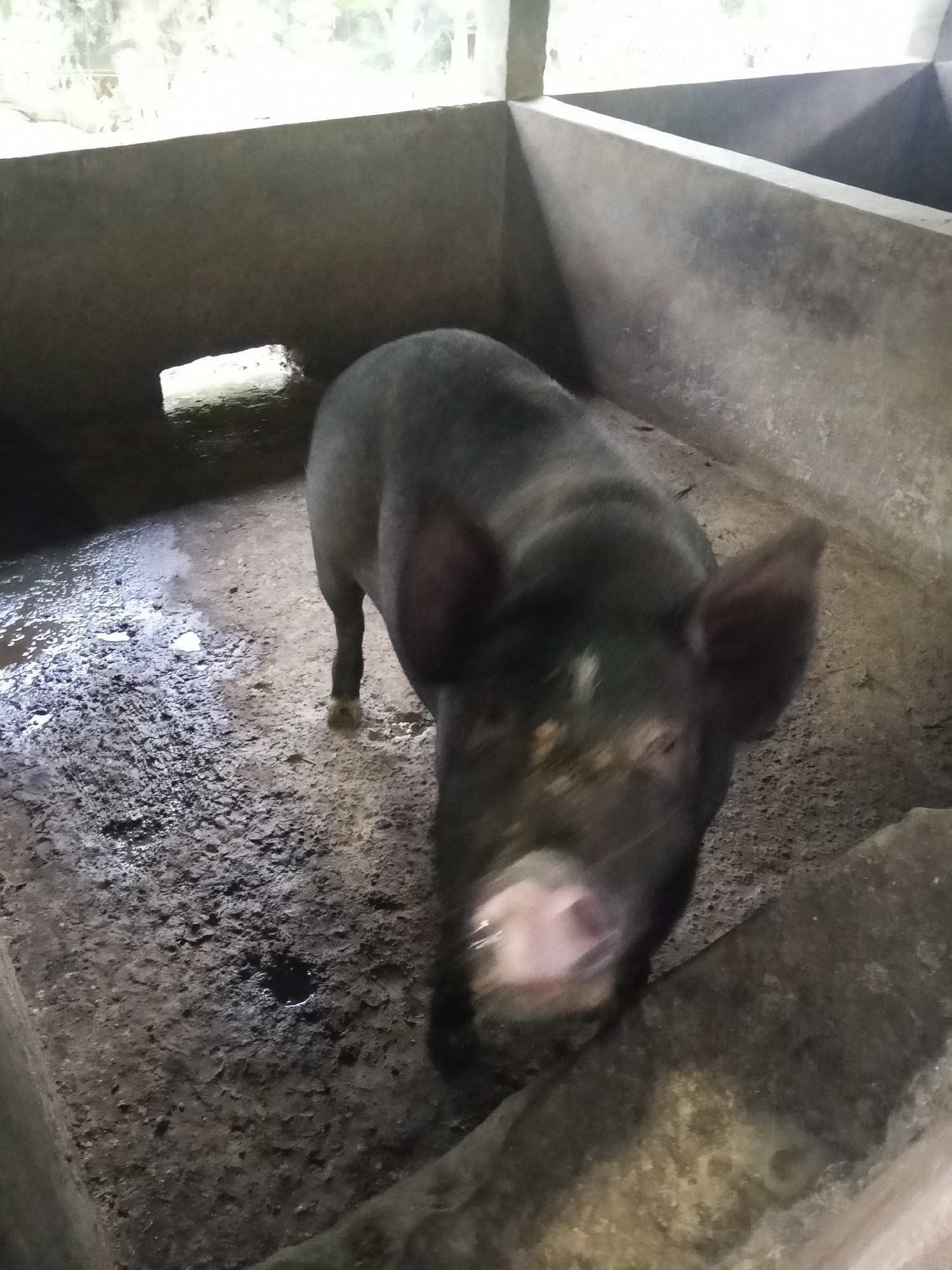 The image shows a black pig in an enclosure. The enclosure appears to be made of concrete and has a dirt floor that is partially wet and muddy. There is a small opening in the wall of the enclosure. The pig is facing the camera and its snout is blurred. The image was taken in Makale, Indonesia.