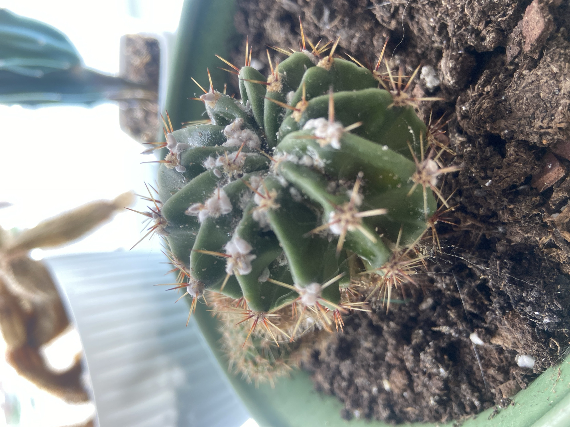 A close-up, overhead shot focuses on a green cactus with several small, white, cotton-like masses clustered around its spines. The cactus is potted in dark soil within a light green planter. The background is blurred, showing other plants and objects, including a white ribbed container and a tall, blue-green cactus. The image does not depict any specific location within Balashikha, Russia, nor does it show any people or actions.