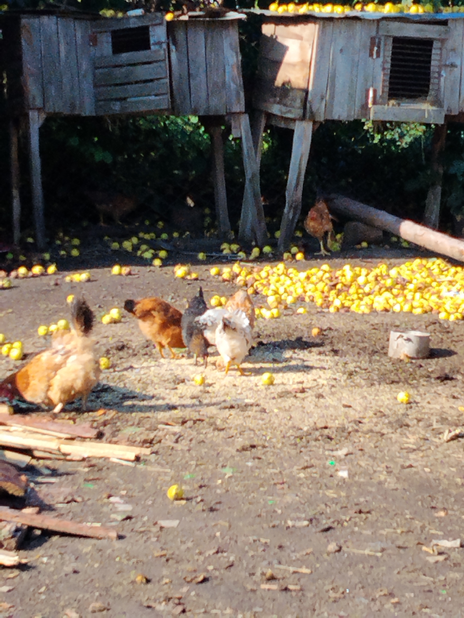 In Ustyvytsia, Ukraine, an outdoor scene depicts a rustic chicken coop made of weathered wooden planks, elevated on stilts. The ground surrounding the coop is unpaved and scattered with numerous small, yellow fruits, likely apples, and what appears to be chicken feed. Several chickens are visible foraging in the debris. One chicken, predominantly brown and white, stands in the foreground, facing left. To its right, another chicken, mostly brown, is pecking at the ground. Behind them, a grey and white chicken is partially visible, and further back, a brown chicken is seen moving away from the camera. In the background, the coop's structure is prominent, with one section featuring a barred window. A large, fallen log lies horizontally behind the chickens, and dense green foliage forms the backdrop. The lighting suggests it is daytime, with sunlight casting shadows on the ground.
