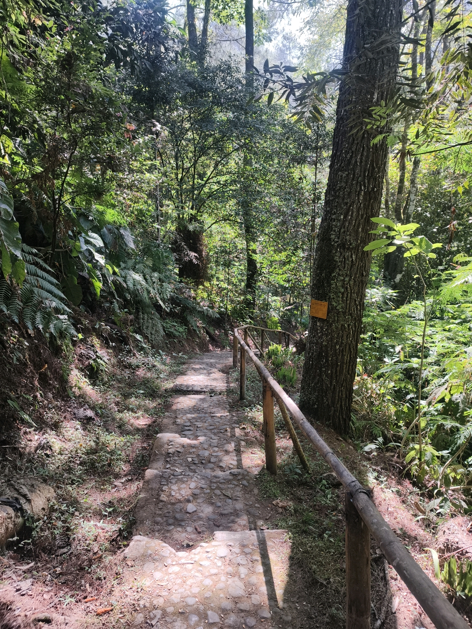 A cobblestone path descends through a lush, sun-dappled forest in an unknown location in Indonesia. The path is lined on the right by a rustic wooden railing, supported by posts that appear to be made of natural branches. To the left of the path, a steep, overgrown embankment is covered in ferns and various types of foliage. A large tree trunk with a weathered texture stands prominently on the right side of the path, and a small, rectangular yellow sign is affixed to it. The forest canopy is dense, with sunlight filtering through the leaves and casting dappled shadows on the path and surrounding vegetation. The environment appears natural and serene, suggesting a hiking trail or a path within a botanical garden.
