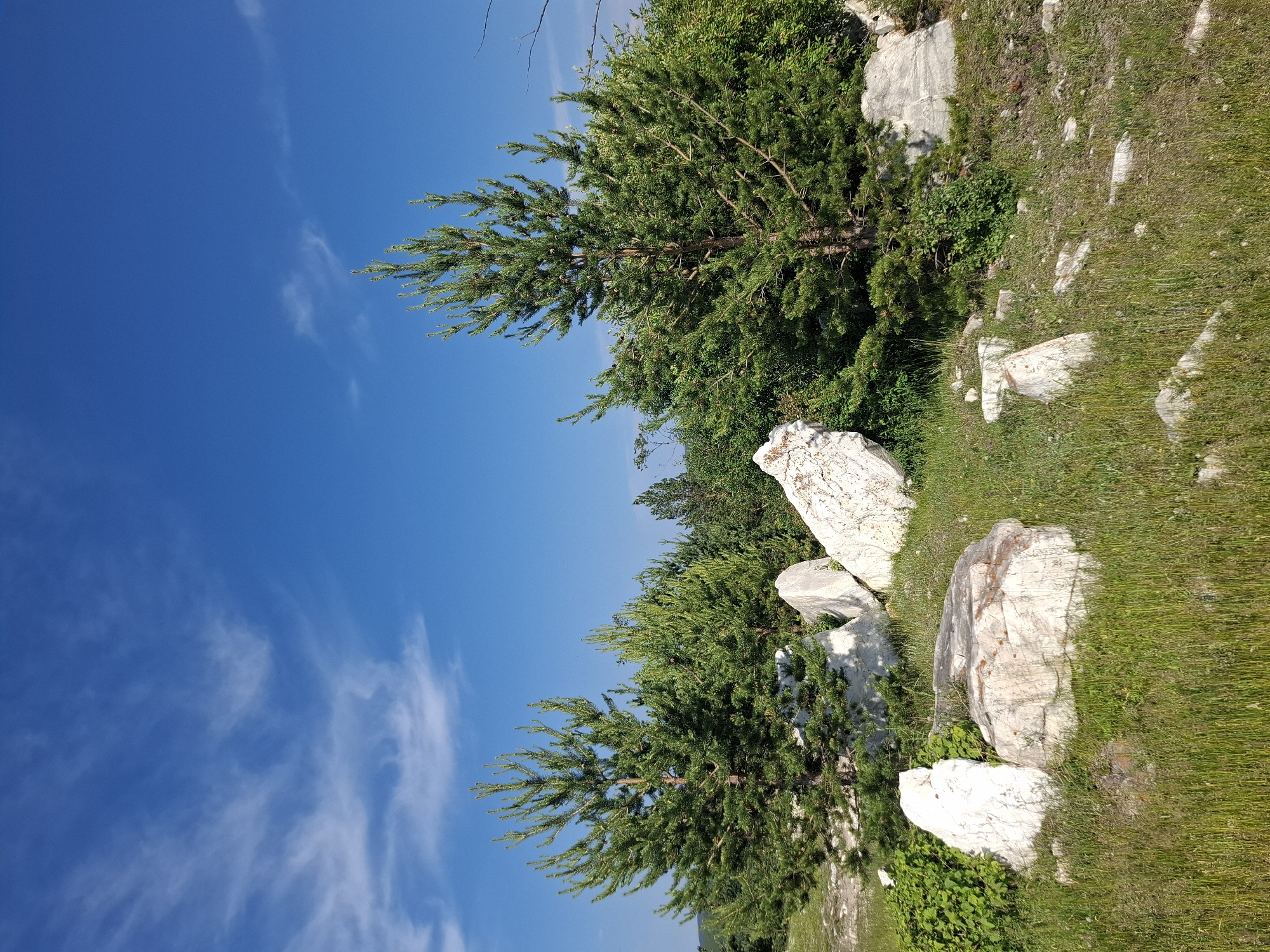 In Bugul'deika, Russia, a tranquil natural landscape unfolds under a bright blue sky dotted with wispy white clouds. The foreground is characterized by a grassy terrain interspersed with large, light-colored rocks, some of which are partially embedded in the earth. These rocks exhibit a rough texture and appear to be natural formations. Several young pine trees are scattered throughout the scene, their green needles contrasting with the pale rocks and the lush green grass. The trees vary in height, with the largest ones standing prominently in the mid-ground. The background reveals a denser collection of trees and foliage, suggesting a more wooded area extending into the distance. The overall impression is one of a peaceful, undeveloped natural environment bathed in sunlight.