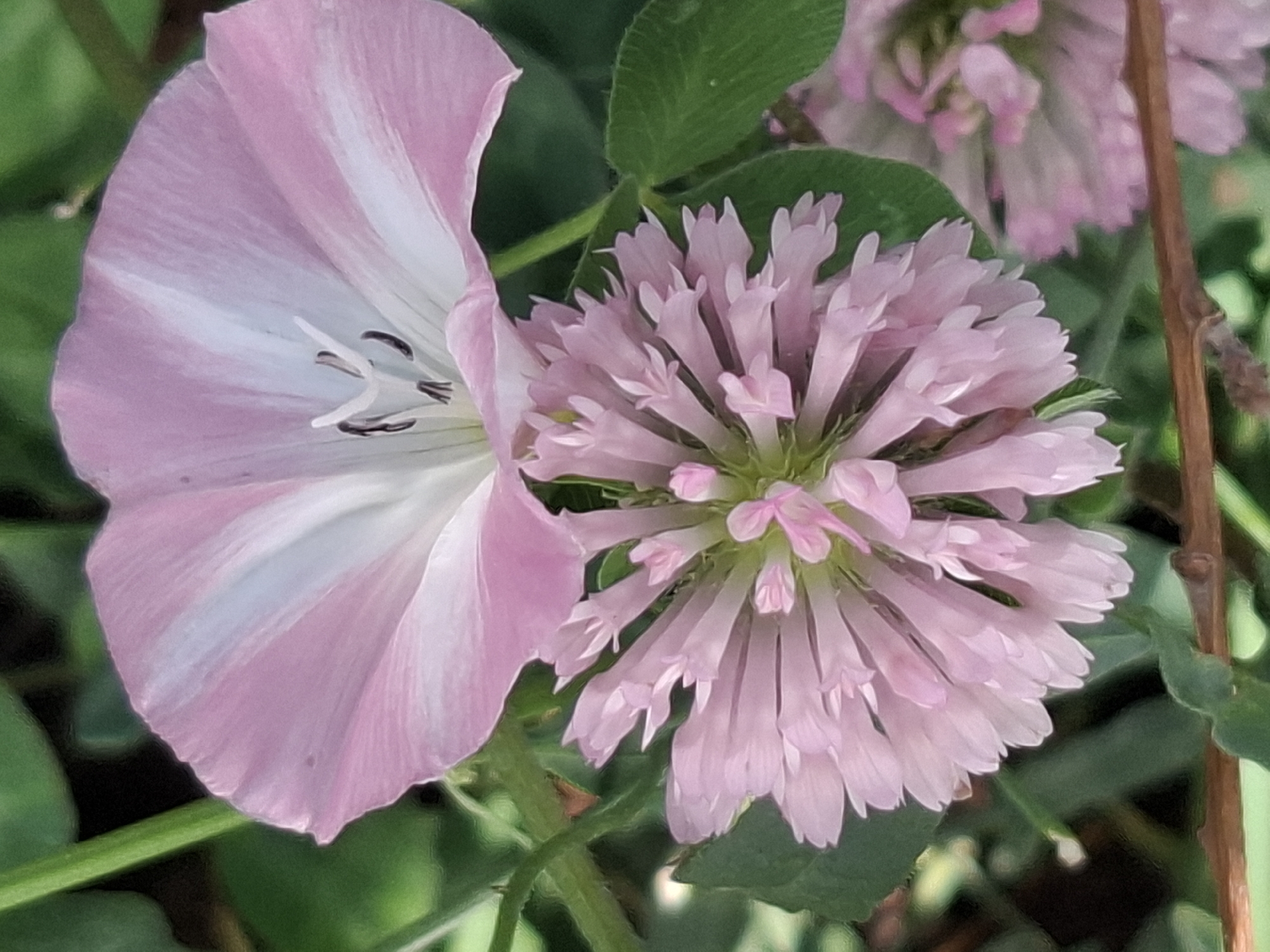 This is a close-up, vertical, outdoor, eye-level photograph of two pink flowers with green foliage in the background. The top flower is a light pink bindweed with white stripes radiating from the center. The bottom flower is a denser, rounded cluster of smaller pink florets, resembling clover. Both flowers are in focus, with the background foliage slightly blurred. The lighting suggests it is daytime. The image does not contain any elements that would indicate its specific location within the city of Almaty, Kazakhstan.