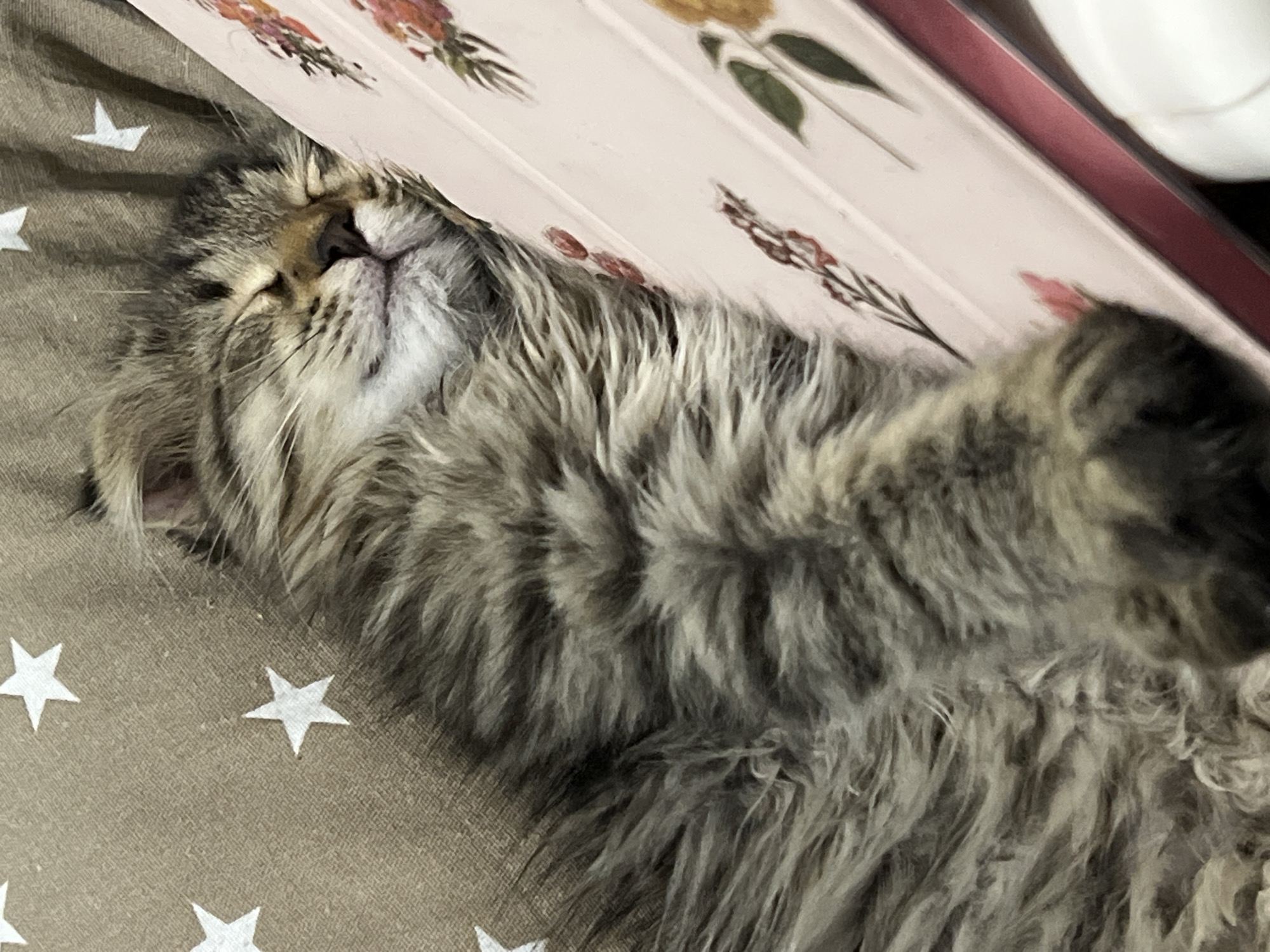 The image shows a fluffy tabby cat sleeping on a blanket with white stars. The cat is curled up on its side, with its head resting on the blanket. A portion of a pink object with floral patterns is visible to the right of the cat. The background is a textured brown fabric with white stars. The image appears to be taken indoors. No specific location in Smolenskaya, Russia can be determined from the visual information provided.