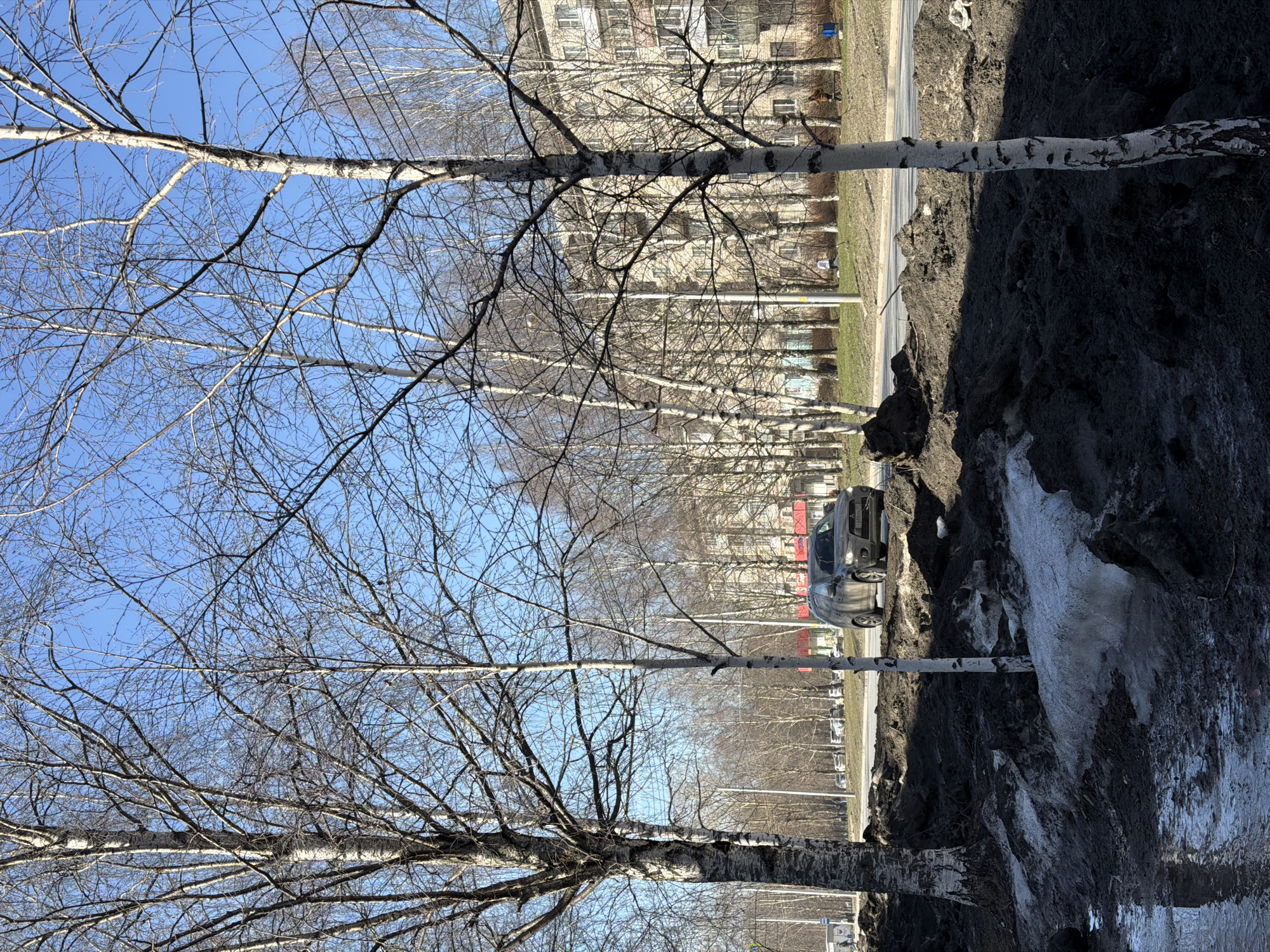 The image depicts a street scene in Berezniki, Russia. The sky is blue with bare tree branches in the foreground. Several birch trees line the street. A row of apartment buildings stands across the street. A dark-colored car is parked on the side of the road. A large pile of dark dirt and melting snow sits on the shoulder of the road.