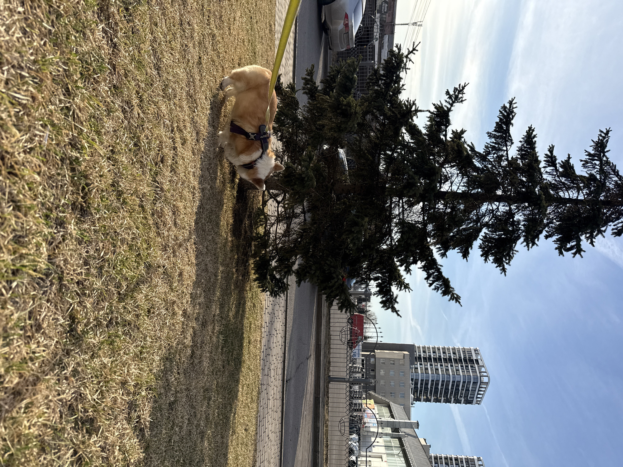 A medium shot, taken at ground level, depicts a Pembroke Welsh Corgi on a leash near a coniferous tree at the Krasnoyarsk State Medical University in Krasnoyarsk, Russia. The Corgi, wearing a harness, stands on dry grass. Behind the tree is a paved walkway, a metal fence, and several buildings. The tallest building visible features a distinctive wavy facade. A car is partially visible behind the tree. The sky is blue with scattered white clouds.
