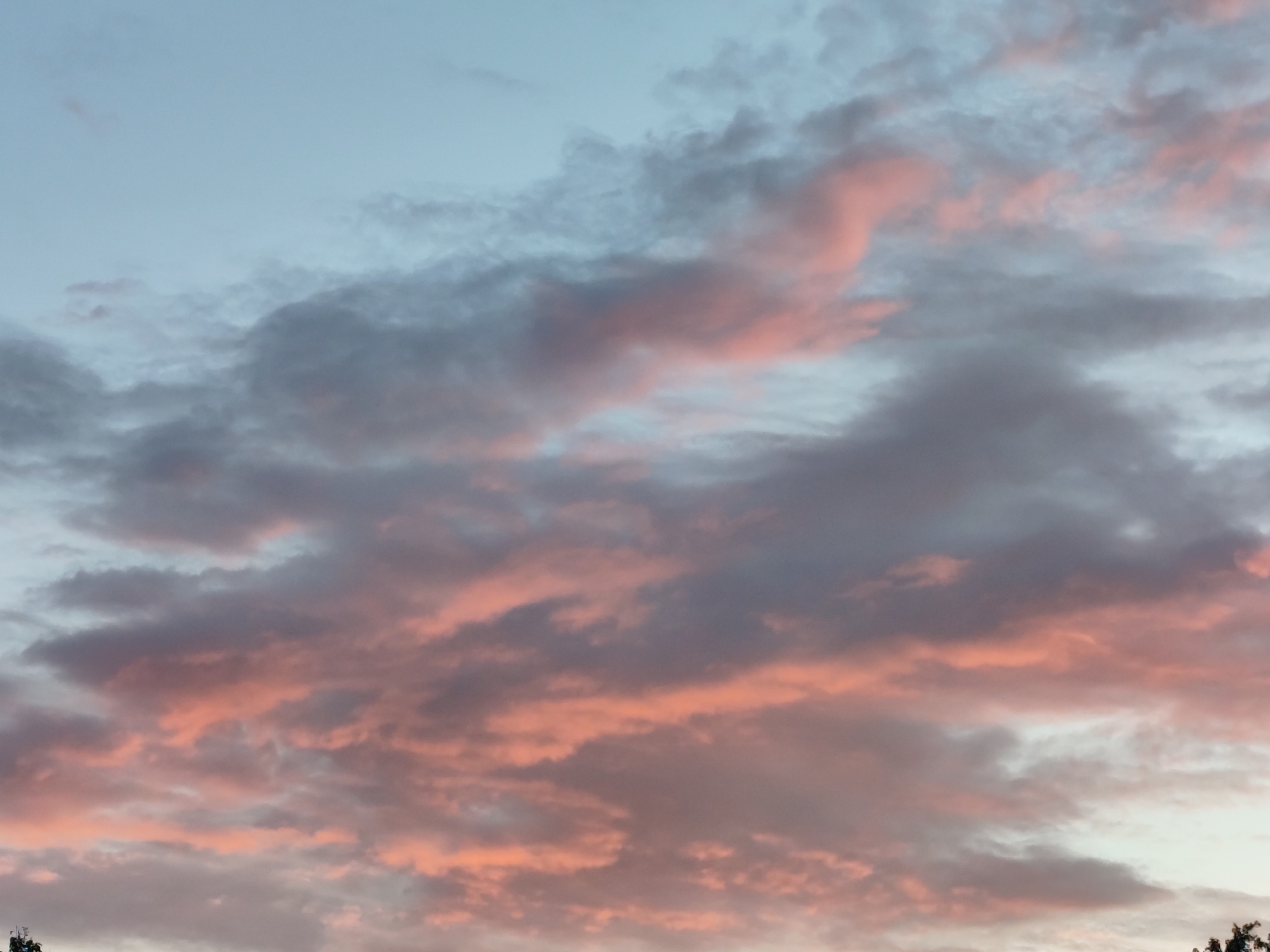 The image shows a sky filled with clouds tinged with pink and orange hues, suggesting it is either sunrise or sunset. The clouds are varied in density, with some appearing wispy and others more opaque and textured. The lighting indicates a low sun angle, casting a warm glow on the formations. The top portion of the image displays a lighter, pale blue sky, transitioning into the more colorful cloudscape below. The bottom of the image shows the very tops of dark, silhouetted trees, suggesting an outdoor scene in a natural or semi-natural environment. There are no visible people or specific structures that would pinpoint a precise location within Kolpakovo, Russia. The scene is purely atmospheric and natural.
