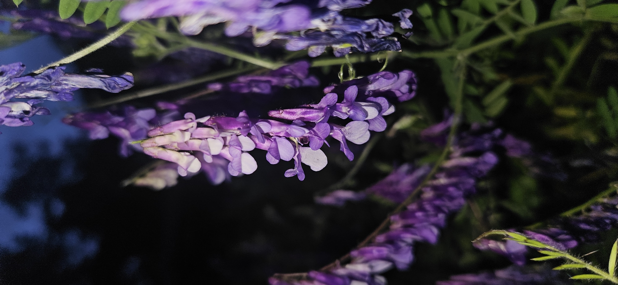 A close-up, low-light photograph captures multiple pendulous clusters of purple vetch-like flowers in the city of Gutsal, Bulgaria. The central cluster, sharply focused, displays numerous small florets in shades ranging from deep violet to pale lavender and white, with some exhibiting a tubular or pea-flower morphology. Other flower clusters and green foliage are visible, out of focus, in the foreground and background. A withered cluster of flowers is discernible on the right side of the frame. The background is predominantly dark, indicating a nighttime or deeply shaded environment, with a subtle hint of deep blue in the upper left, suggesting a twilight sky. Green stems are visible, supporting the floral structures. No people, explicit actions, or additional objects are present.