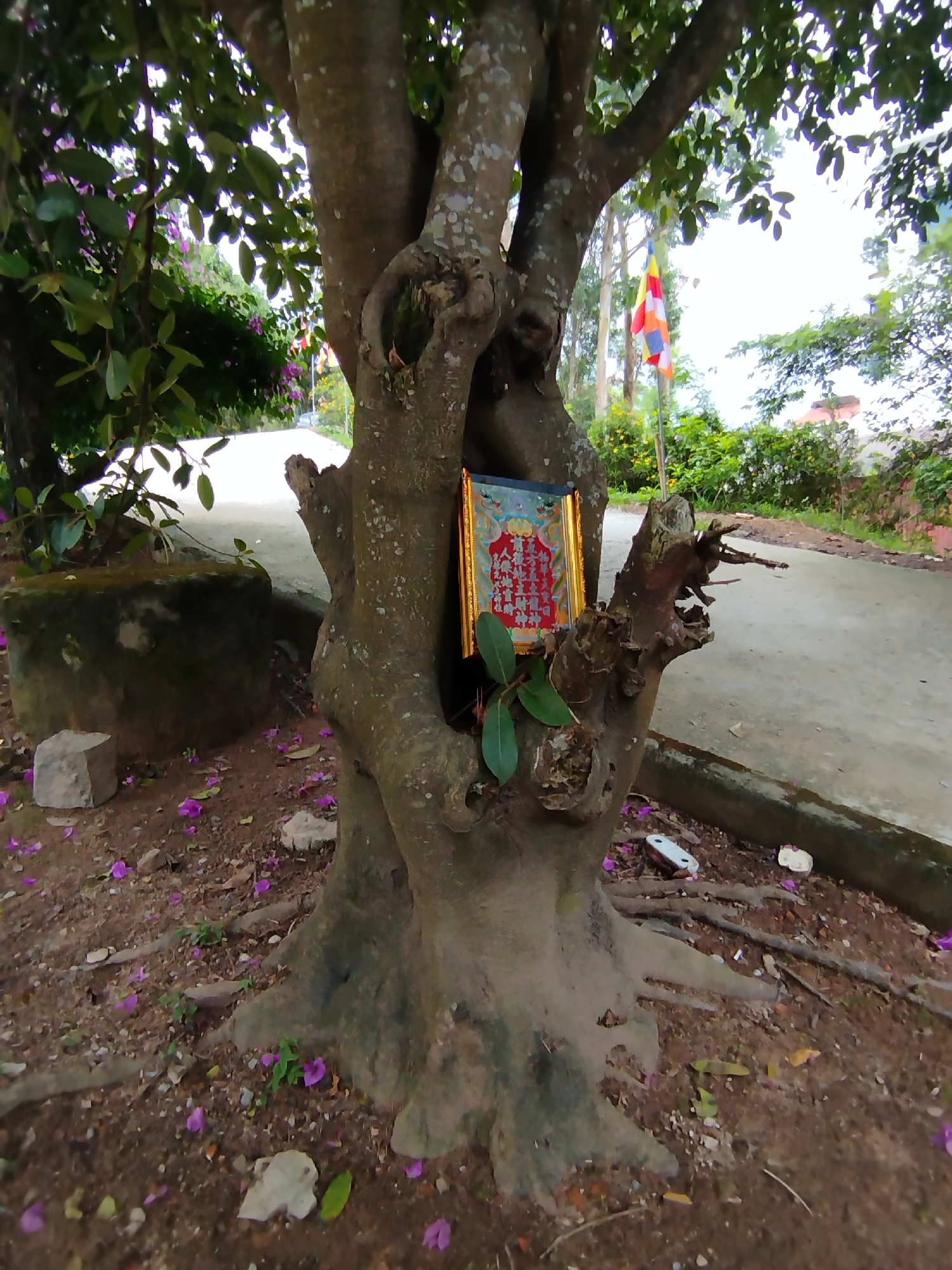 A tree is the focal point of the image, its trunk thick and gnarly, with a framed religious picture tucked into a crevice. The ground around the tree is covered in brown soil, littered with small purple petals. A moss-covered stone sits to the left, and a paved road stretches into the background on the right. A Buddhist flag flies in the distance, near a building and lush greenery. The location is Lâm Viên - Đà Lạt, Vietnam.