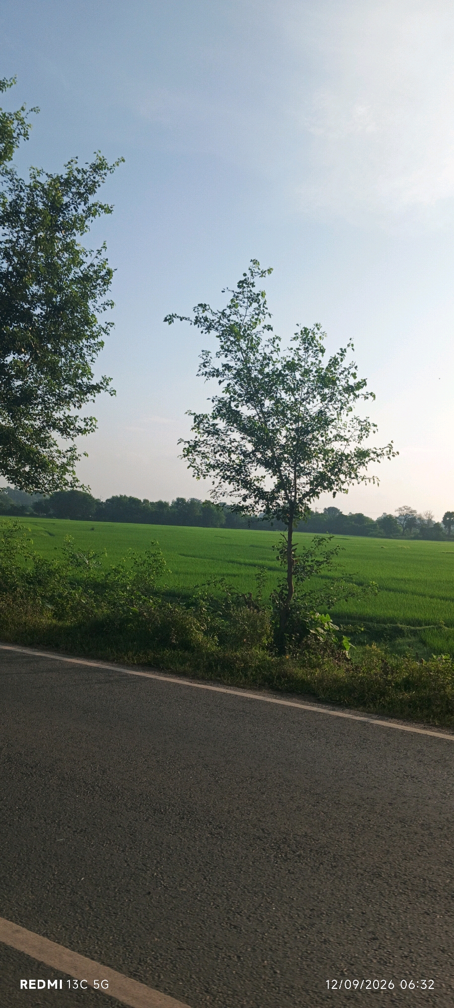 A serene landscape photograph captures a rural scene in Madardih, India, under a clear, pale blue sky. In the foreground, a paved road runs diagonally across the frame, with a white line marking its edge. To the right of the road, a slender tree stands tall amidst lush green vegetation and a vibrant green field, likely rice paddies, stretches out into the middle ground. In the background, a dense line of trees forms a distant horizon. The lighting suggests it is either early morning or late afternoon, with soft sunlight casting a gentle glow. The image is dated 12/09/2026 at 06:32 and identifies the device as REDMI 13C 5G. No people or animals are visible in the frame.
