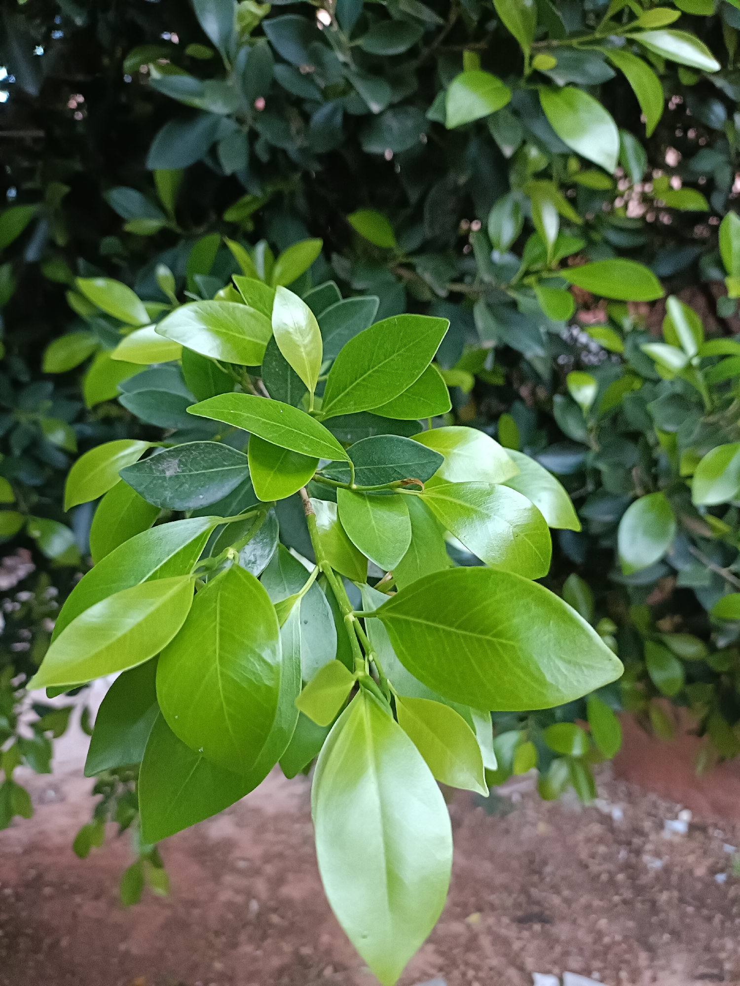 The image shows a close-up of a leafy branch against a backdrop of more greenery. The leaves are mostly bright green and appear smooth and shiny, with some showing darker green variations. The background foliage is less defined, creating a slightly blurred depth of field. The ground underneath the branch is blurry and appears to be a mixture of brown earth. The location is Unknown, Unknown.