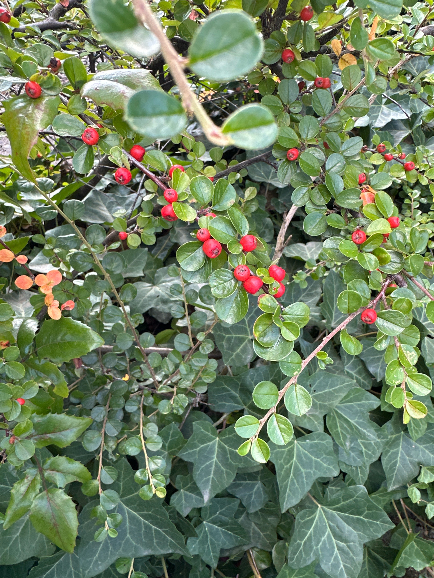 The image shows a close-up of a shrub with small, green, oval-shaped leaves and clusters of bright red berries. The shrub is growing amongst larger, dark green ivy leaves. Some of the leaves on the shrub have a slightly fuzzy texture. The lighting suggests it is daytime, with dappled light falling on the foliage. The scene is outdoors, likely in a garden or park setting. This image was captured in Krefeld, Germany. There are no people or animals visible in the image.