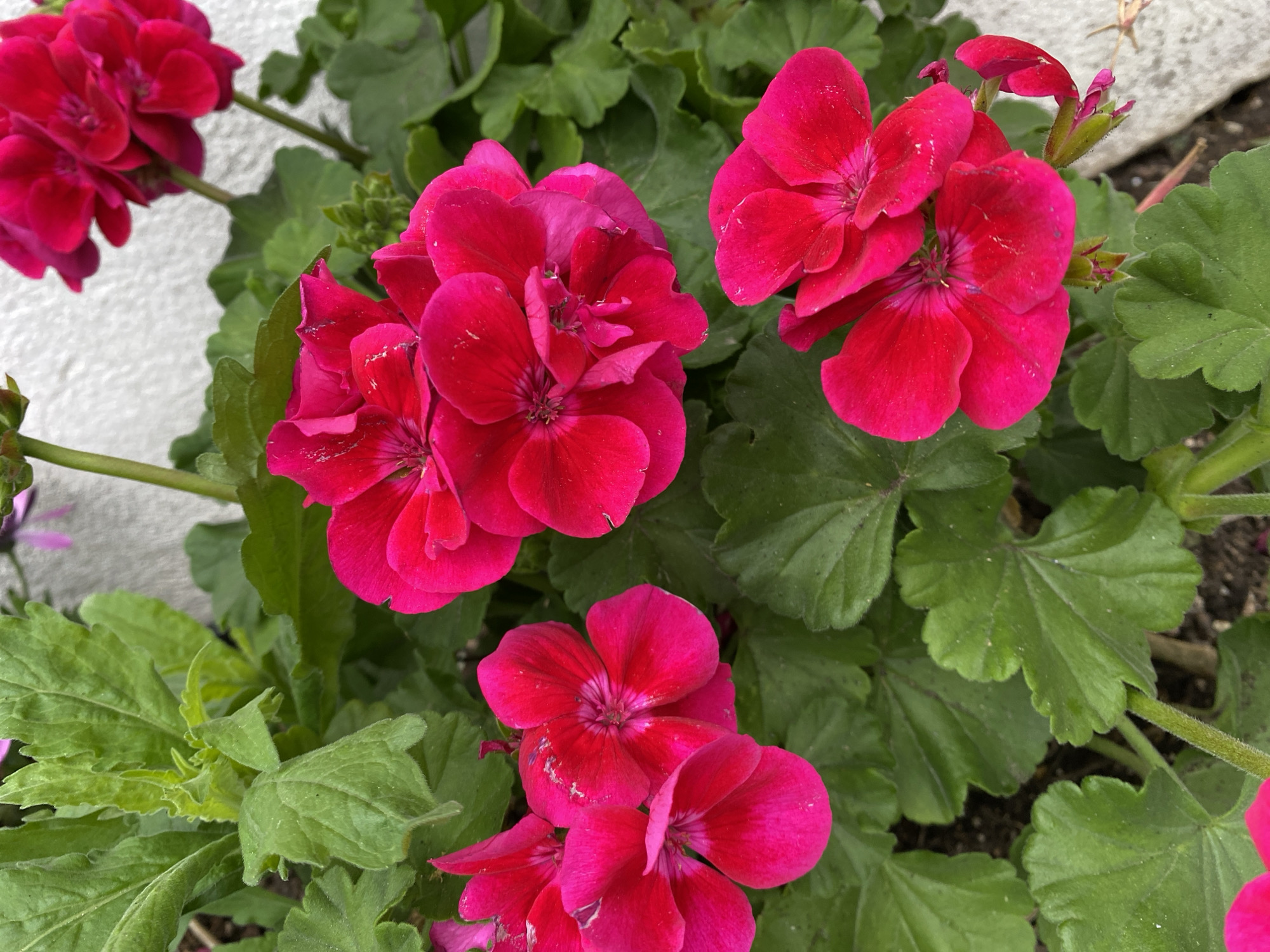 The image features a close-up view of geranium plants with bright red/pink flowers. The leaves are green with scalloped edges. The background includes a white wall. The location is not discernible from the image.