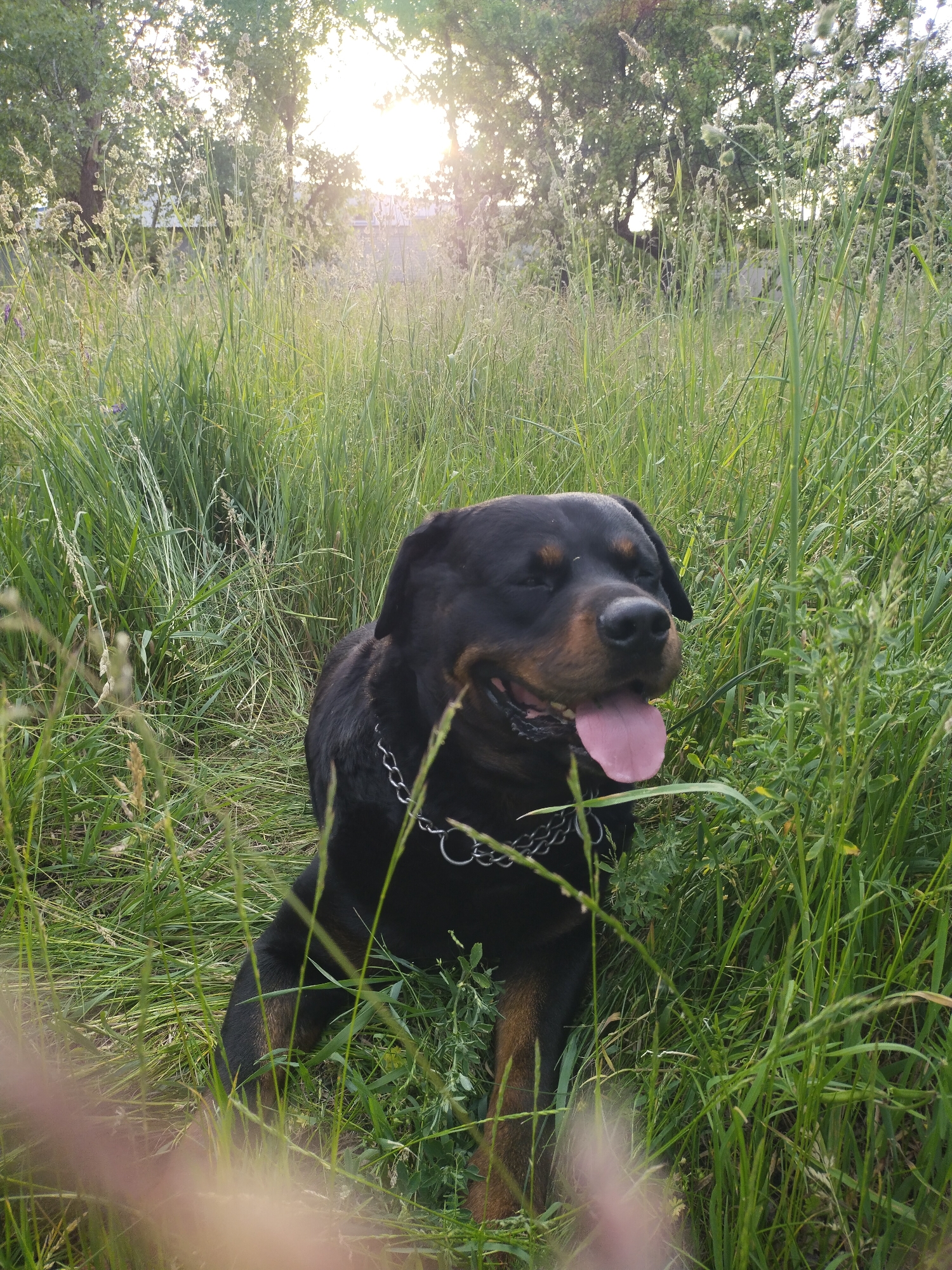 A large Rottweiler dog is the central subject of the image, resting in a field of tall, verdant grass. The dog is mostly black with distinctive brown markings on its muzzle, chest, and paws, and wears a silver-colored metal chain collar around its neck. Its mouth is slightly open, revealing its pink tongue, and its eyes are partially closed, suggesting a relaxed or sleepy demeanor.
The setting is an outdoor grassy area, likely a field or meadow, with a dense growth of tall green grass and some lighter, dried grass stalks surrounding the dog. In the background, lush green trees are visible, and the sun shines brightly through them, creating a strong glare and a warm, golden glow across the scene. The low angle of the sun indicates either early morning or late afternoon, often referred to as the golden hour, casting a soft, diffuse light that highlights the textures of the grass.
The dog appears to be enjoying a moment of rest or contentment in the natural environment. The overall atmosphere of the image is peaceful and serene, capturing a quiet moment in nature in Horishni Plavni, Ukraine. There is no visible text in the image.