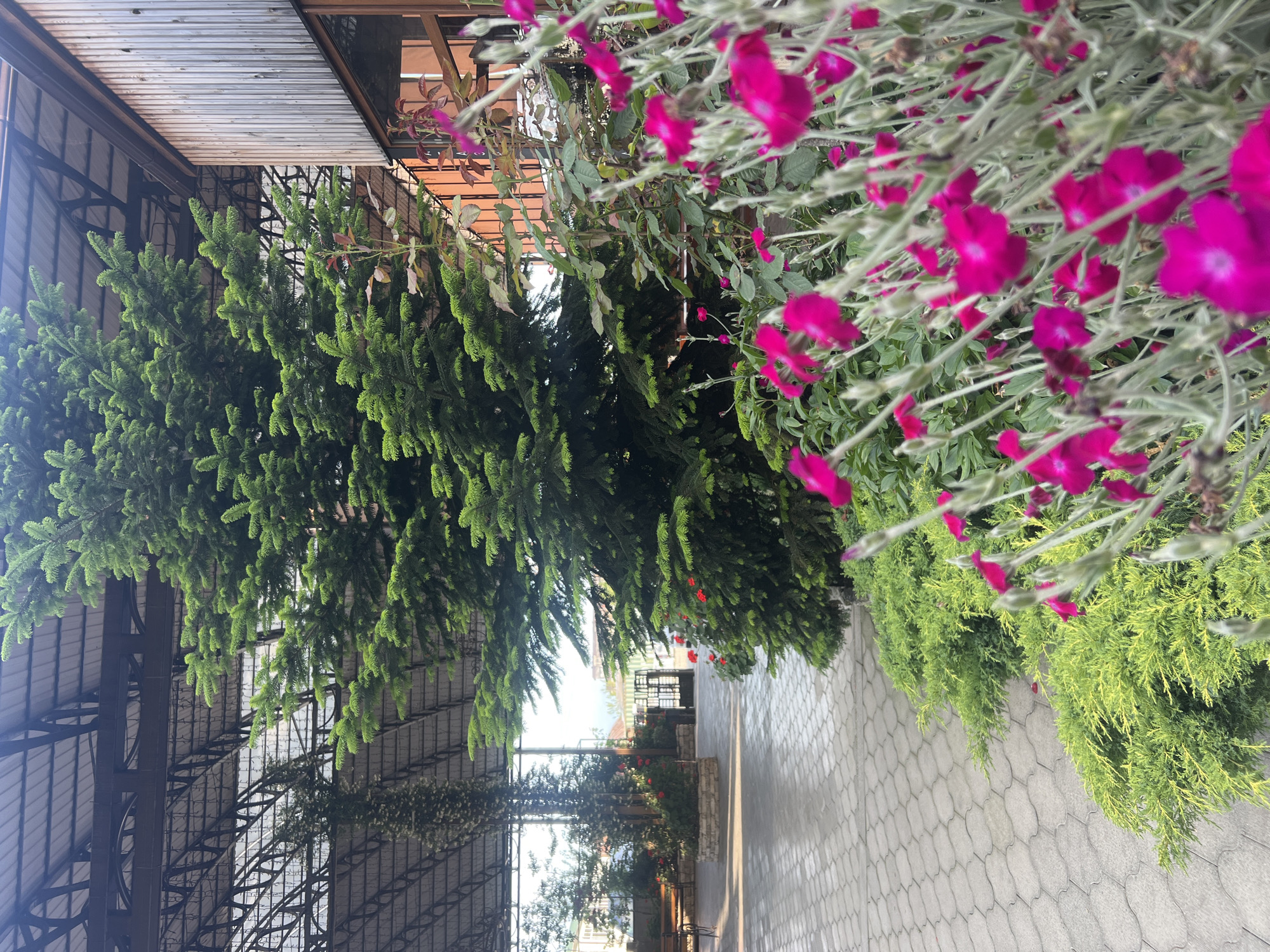 An outdoor scene is captured in a vertical, full-shot photograph taken at ground level. The foreground is dominated by a dense cluster of bright pink flowers, their petals slightly blurred due to their proximity to the camera. Behind the flowers, a lush green evergreen tree with dark green needles occupies the majority of the frame. To the left of the tree, a pathway paved with interlocking gray concrete pavers extends into the background. Beyond the pathway, a covered outdoor seating area is visible, with a structure featuring a metal roof supported by visible beams and columns. In the far background, a glimpse of buildings and greenery suggests an urban or semi-urban environment. The lighting is soft, indicative of an overcast day or early morning/late afternoon. No people or animals are present in the image. The scene appears to be a landscaped area within a public or commercial space.