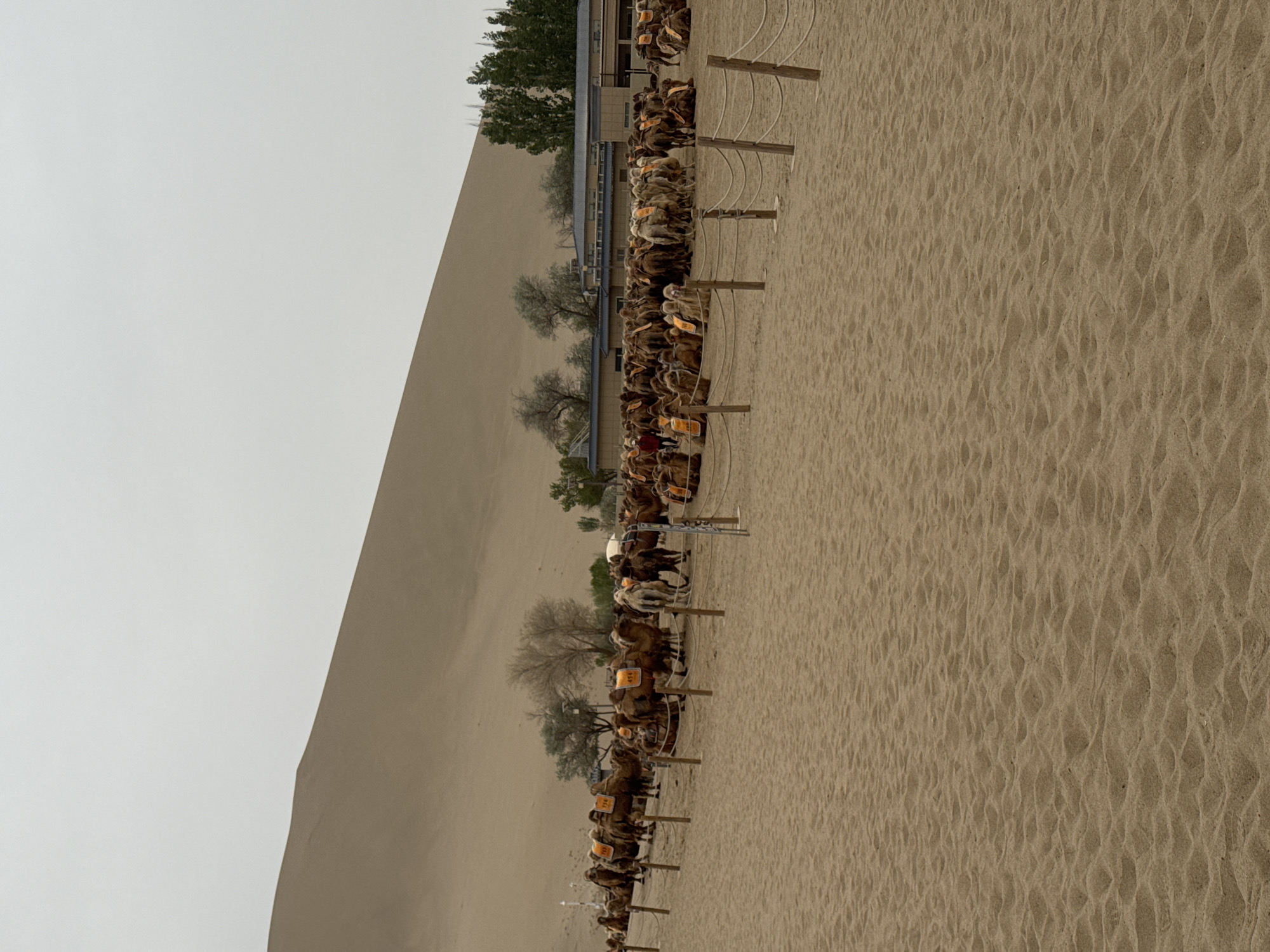 This image depicts a line of camels standing in a sandy area, likely part of a desert environment. The camels appear to be saddled and ready for riding. Behind the line of camels is a structure that might be a building or a station, along with some trees, suggesting this area is not entirely barren. In the background, there is a large sand dune that dominates the landscape, confirming that this is likely in a desert region. The location is most likely near the Singing Sand Dunes and Crescent Lake in Dunhuang, China, a known tourist destination featuring camel rides across the dunes.