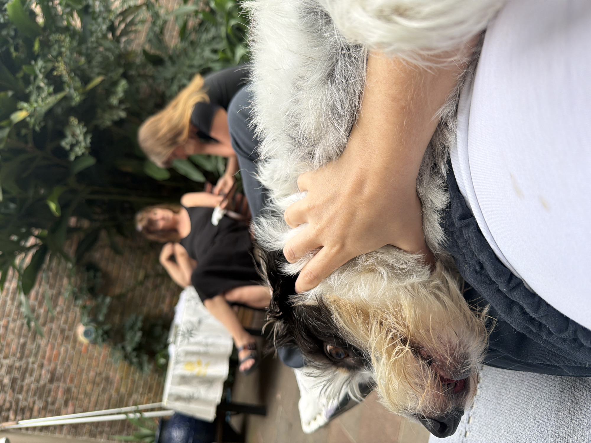 A medium shot captures a dog being held in someone's arms, positioned in the foreground. The dog has a white and black coat, and its face is near the bottom of the frame. A person's hand is visible, holding the dog.
In the background, two people are seated at a table. One person has blonde hair and appears to be bending over, possibly examining something on the table. The other person is seated upright.
The setting seems to be an outdoor patio or garden area. In the background, there are plants and a brick wall. The location is identified as the city of Vicente López, Argentina.