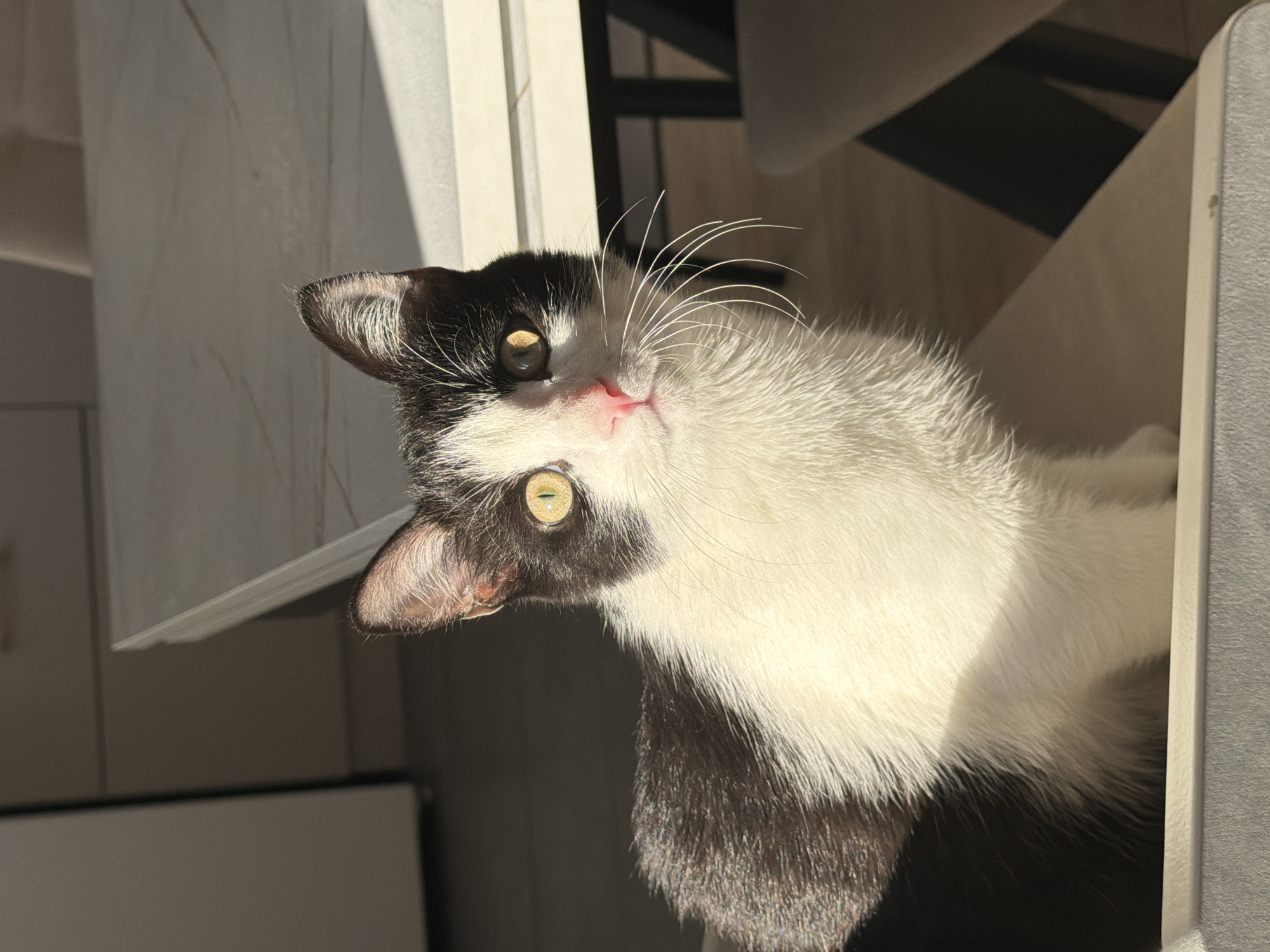 A close-up shot depicts a black and white cat with golden eyes, positioned in an indoor setting, with the cat's head tilted, looking upwards. The background includes a white surface, possibly a countertop, and parts of furniture suggesting a room interior. There is no indication that this photo was taken in Chaikovsky, Russia.