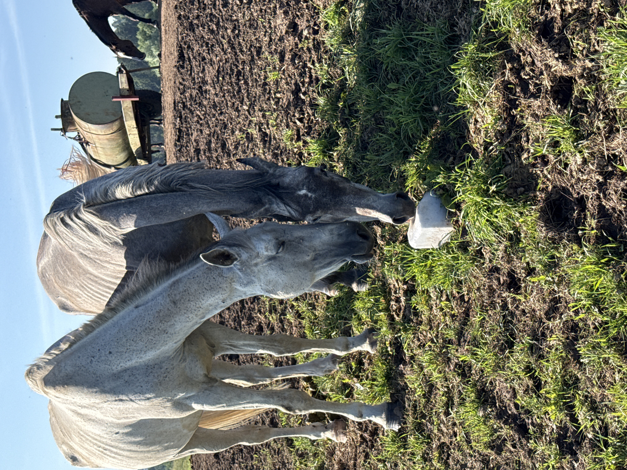 Two light-colored horses are grazing in a muddy field. One horse is in the foreground, its head down. The second horse is behind it, also with its head down. In the background, a rusty water tank on wheels is visible, along with another horse. The sky is clear and blue. The scene is in Galinė, Lithuania.