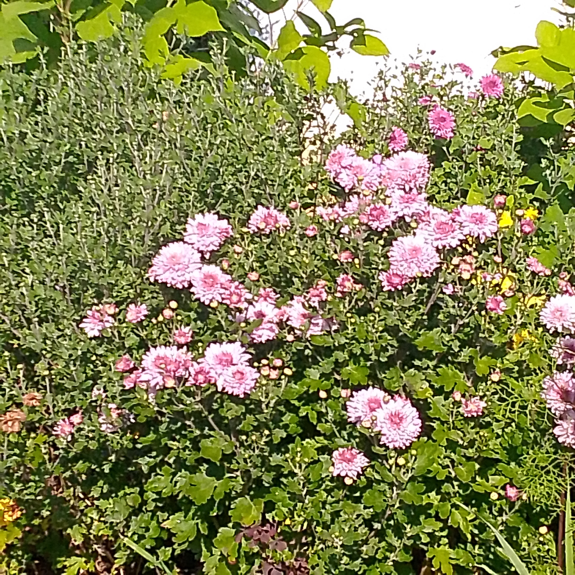 The image shows a close-up view of a dense planting of pink chrysanthemums and other greenery. The chrysanthemums are in various stages of bloom, with some fully open and others still budding. The leaves are a rich green, and some larger, lighter green leaves are visible at the top of the frame, suggesting the presence of other plants or trees. The background appears to be a white wall or structure, partially obscured by the foliage. There are no people or animals visible in the image. The lighting suggests it is daytime, possibly late afternoon, with some dappled sunlight. The scene is likely a garden or park area in Vyazniki, Russia, given the context provided.