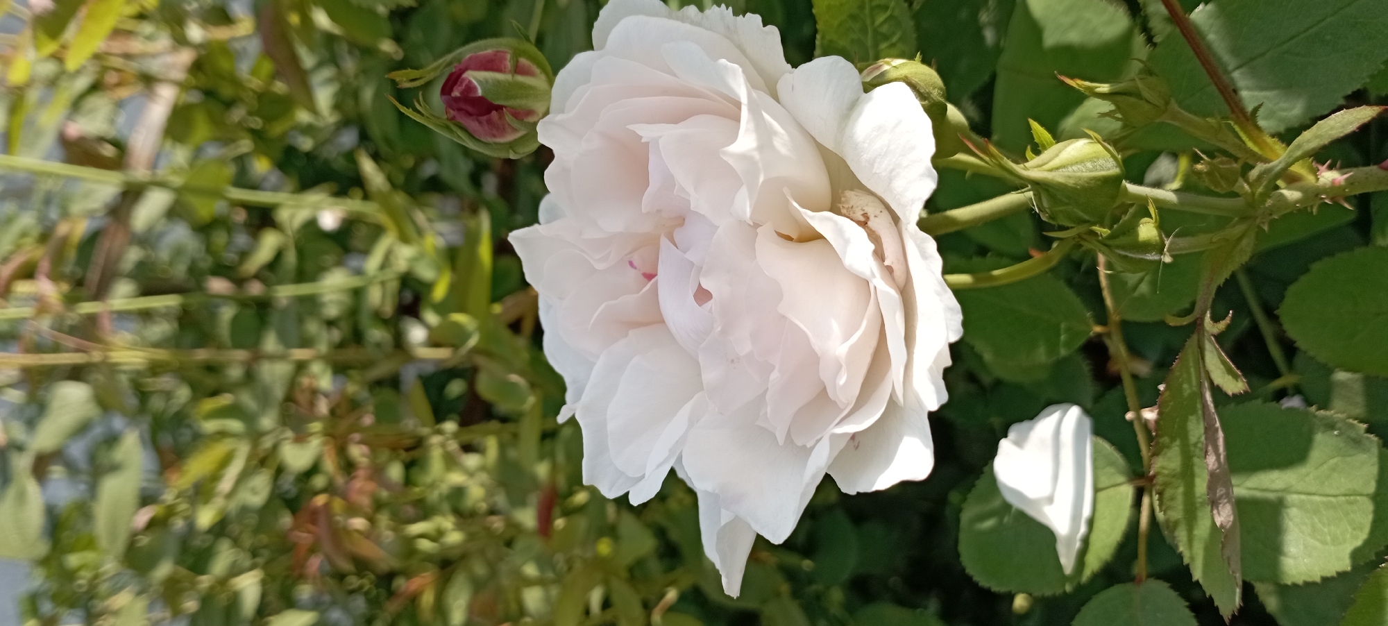 In the city of Radisne, Ukraine, a close-up shot focuses on a light pink rose in full bloom, its delicate petals unfurling outwards. To the right, a dark pink rose bud, tightly closed, rests on a stem, with several other buds visible below. Green leaves and thorny stems surround the flowers, indicating a garden setting. The background is a blur of lush greenery, suggesting a sunny day with soft lighting.
