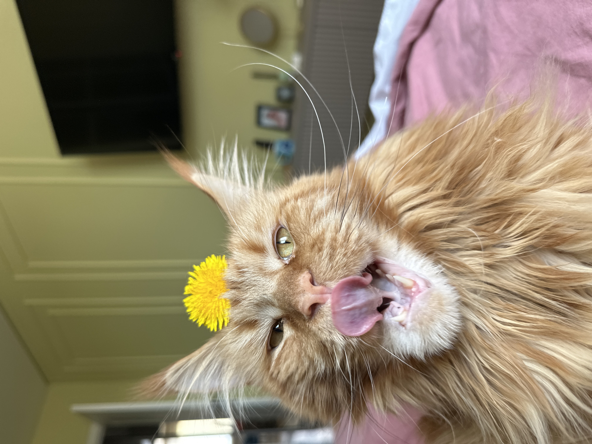 A close-up, upside-down shot features a large, orange Maine Coon cat. The cat has a yellow dandelion flower placed on its head near the left ear. The cat's mouth is open, and its pink tongue is extended outwards, as if licking. Its teeth are visible. The cat has green and brown eyes. The background includes a light yellow wall, a dark television screen on the wall, a glimpse of pictures on the wall, and a pink and white sheet partially visible in the upper right corner. The location is not specified in the image but mentioned in the instructions as Chaikovsky, Russia. No people are visible, but someone is presumably holding the cat.