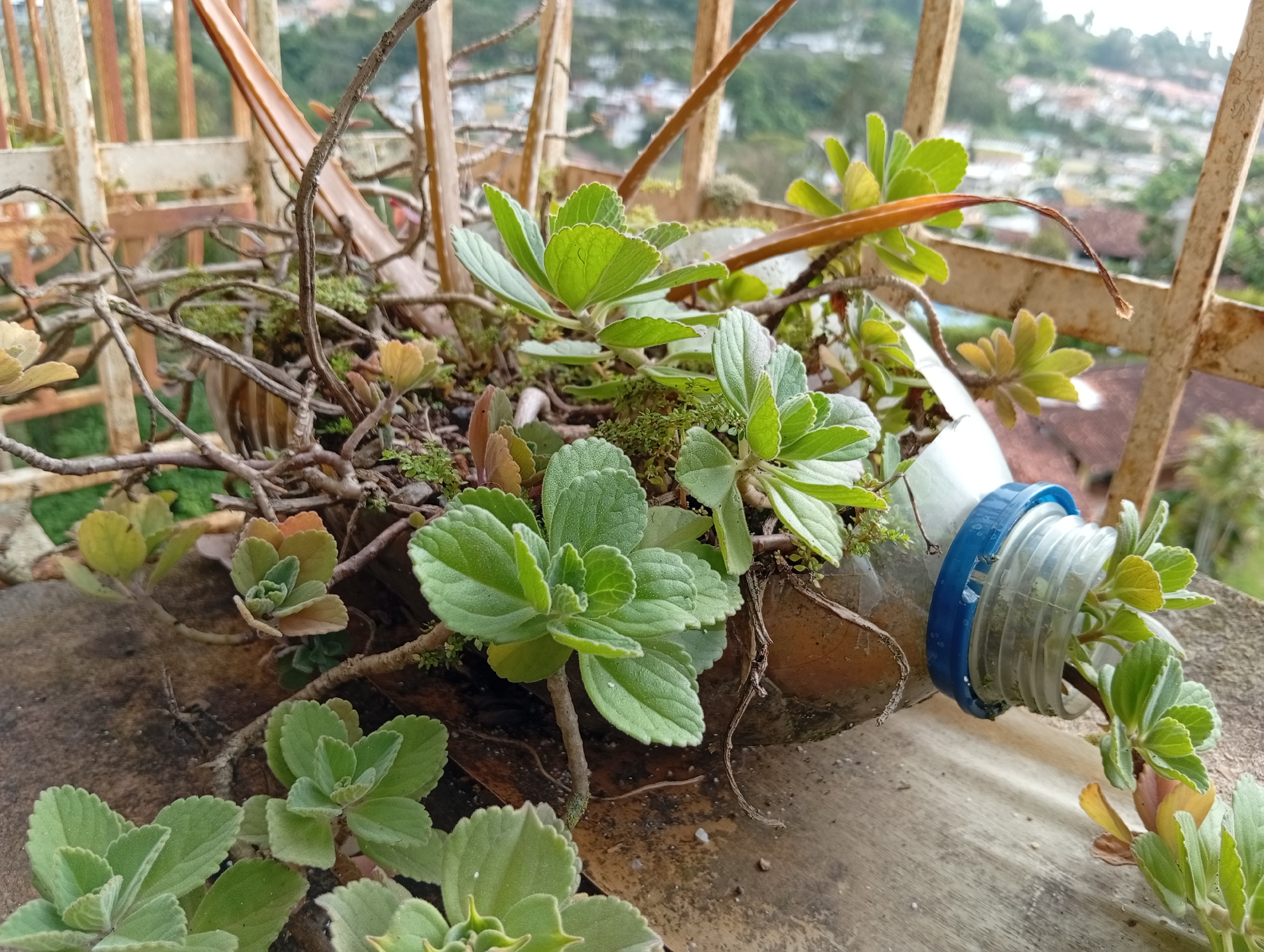 The image depicts a close-up view of a makeshift planter made from a cut plastic bottle, filled with various small green plants and dry twigs. The planter is situated on a rustic wooden surface, likely a table or railing, with a blurred background showing a hillside settlement with red-tiled roofs, characteristic of San Antonio de Los Altos, Venezuela. A weathered metal railing is visible in the upper right and left corners, suggesting the planter is on a balcony or outdoor area overlooking the city. The lighting suggests it is daytime, possibly overcast or late afternoon due to the soft shadows. No people or animals are present. The scene is a DIY gardening setup, showcasing repurposed materials.