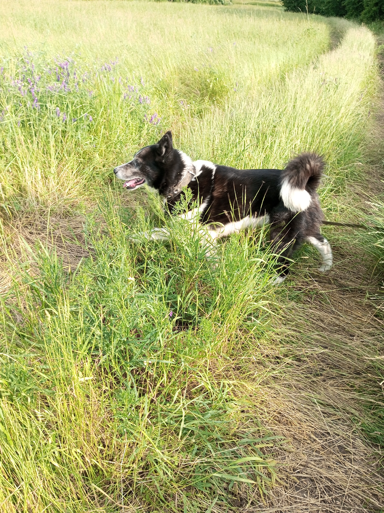 A black and white dog with a bushy tail walks through tall, dry grass and some green vegetation with purple flowers. The dog is leashed and appears to be moving to the right. The scene is a field with a path to the right, suggesting it is outdoors in a rural or park-like setting. The lighting suggests it is daytime. The location of Ароматновское сельское поселение, Ukraine, is a rural area, consistent with the visual evidence.