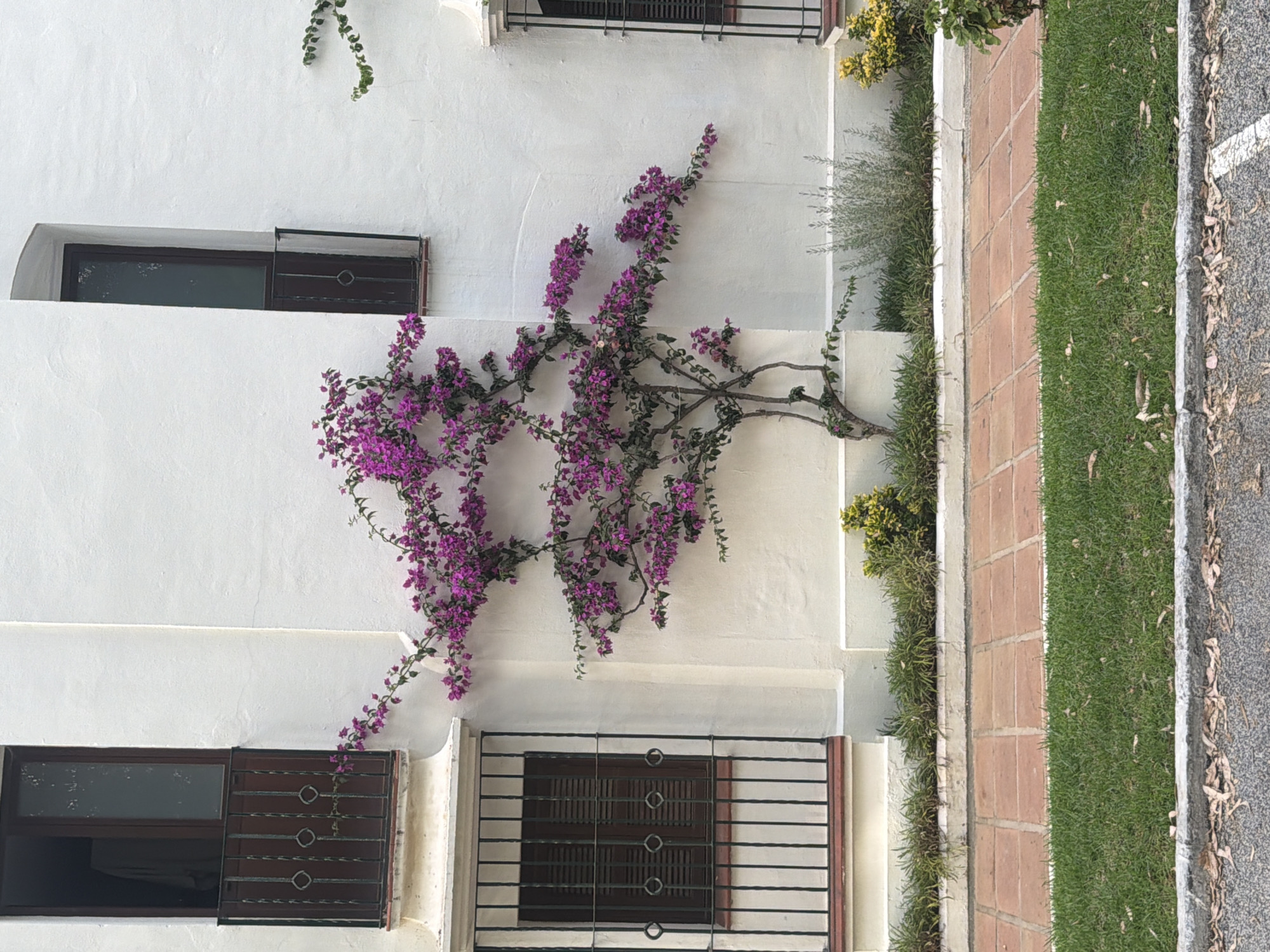 A bougainvillea plant with bright purple flowers is growing against a textured white stucco wall of a building in Playa Del Sol-Villacana, Spain. The plant's branches spread horizontally and vertically along the wall. To the left of the plant, there is a window with dark brown shutters and a wrought-iron balcony railing. Above this window is an open balcony door with a similar railing. To the right of the bougainvillea plant, there is another vertical window with a dark brown frame and a smaller balcony railing. The ground in front of the wall is paved with terra cotta tiles, bordered by a strip of green grass, and further out is a strip of asphalt with fallen leaves. The scene appears to be a residential or hotel building exterior, bathed in natural light.