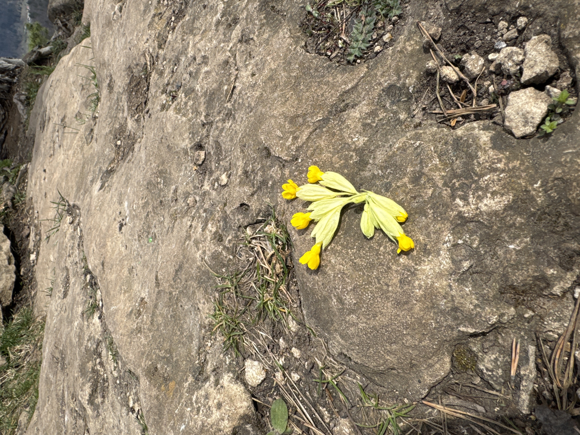 A close-up, high-angle photograph captures a cluster of vibrant yellow flowers with light green leaves and stems resting on a textured, uneven rock surface. The flowers resemble cowslips or a similar primrose species. The rock itself is greyish-brown, displaying natural erosion, cracks, and small indentations where patches of dirt, sparse green grass, dry grass, and pine needles are visible. Small stones are scattered within these crevices. In the upper left background, a blurred natural landscape, possibly indicating a valley or body of water, can be faintly discerned. The lighting suggests a bright, sunny day, with direct sunlight illuminating the scene and casting subtle shadows. There is no specific activity taking place; the flowers appear to have been placed or fallen onto the rock. The scene depicts a natural outdoor environment, consistent with a rocky terrain in Pavlovka, Russia. No visible text is present in the image.