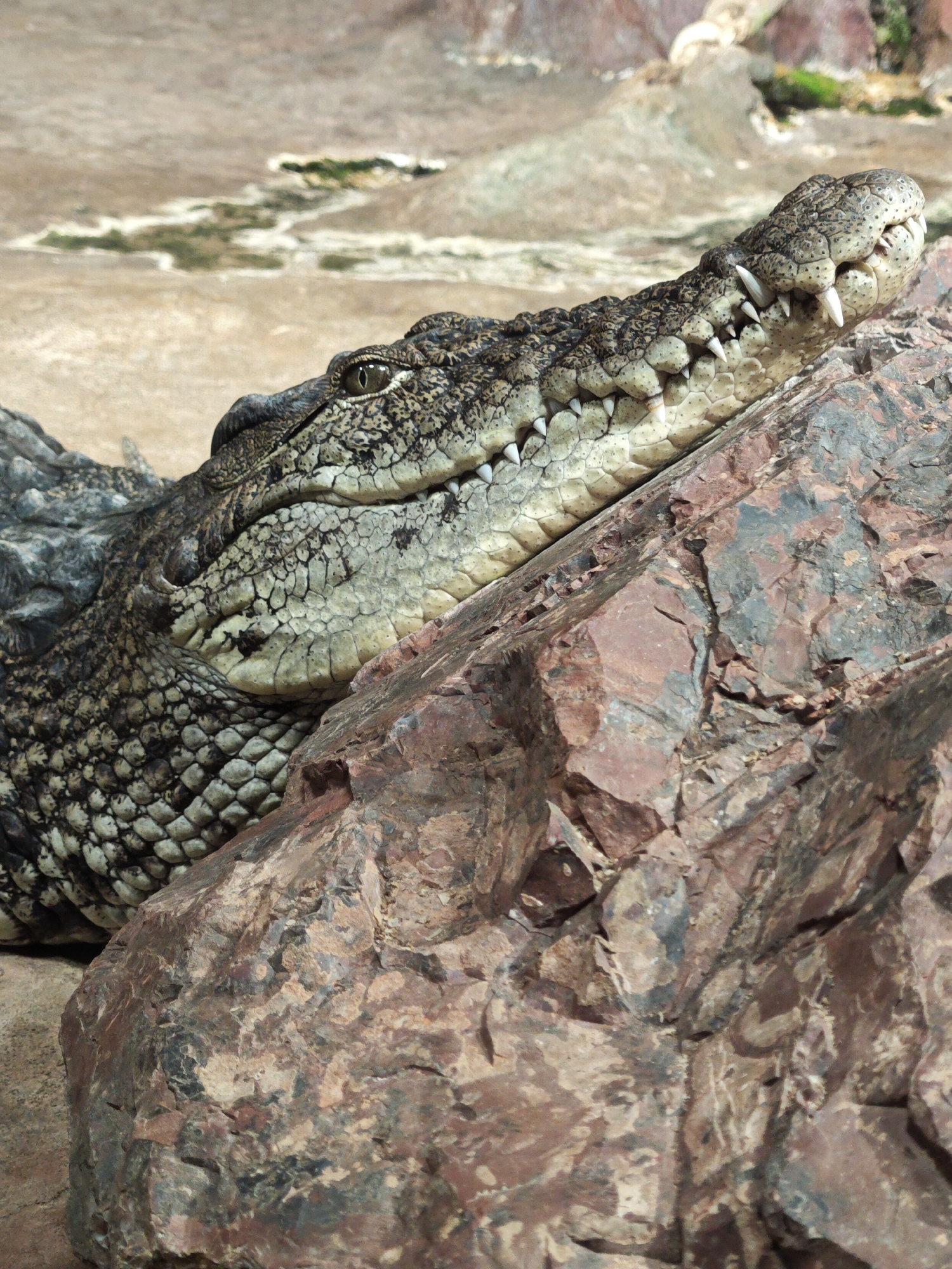 A close-up, eye-level shot shows the head and upper body of a crocodile resting on a large, reddish-brown rock. The crocodile's scaly, dark green and brown skin is visible, along with its sharp, white teeth. Its eye is open, with a dark pupil. The background is out of focus, showing a sandy, dry landscape with some sparse green vegetation and rocky formations. The scene is devoid of any human presence and does not depict any identifiable landmarks or features that would place it within Saint Petersburg, Russia.