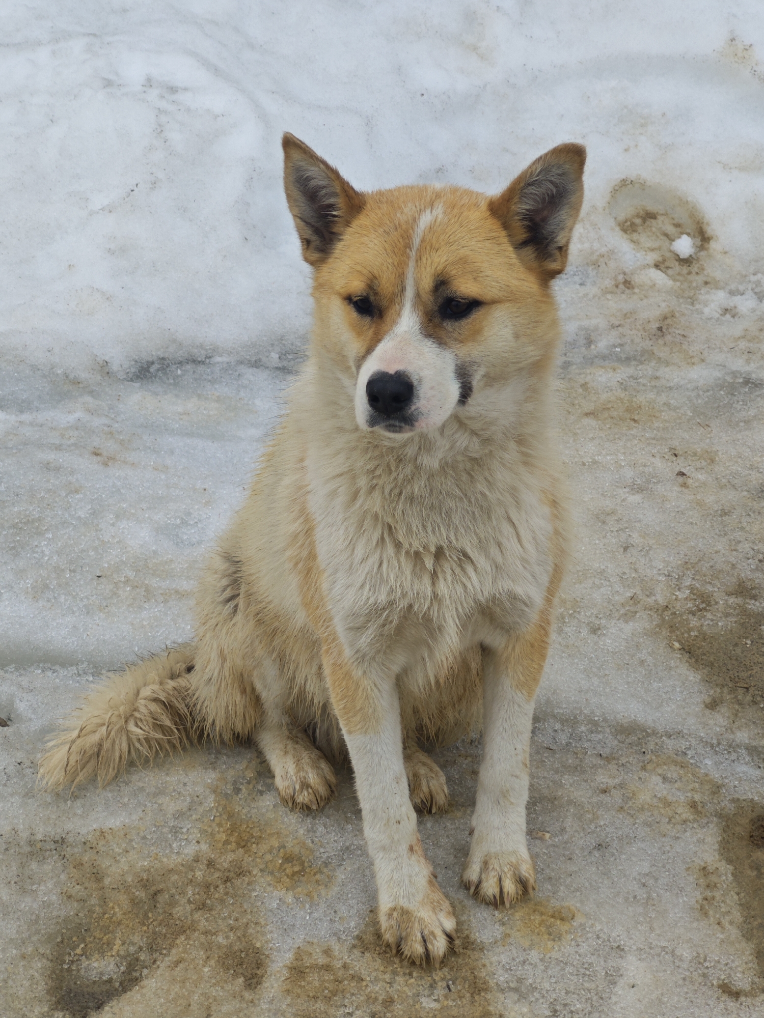 A medium-sized, short-haired dog sits in a snowy environment. The dog's coat is predominantly tan and white, with tan fur on the top of its head, ears, and along its sides. It has white fur on its muzzle, chest, and paws. The dog is seated with its front paws extending forward, and its tail tucked behind it. The ground is covered with a mix of snow and dirt. The location is Unknown, Russia. There is no one else visible in this picture, only the dog and its environment.
