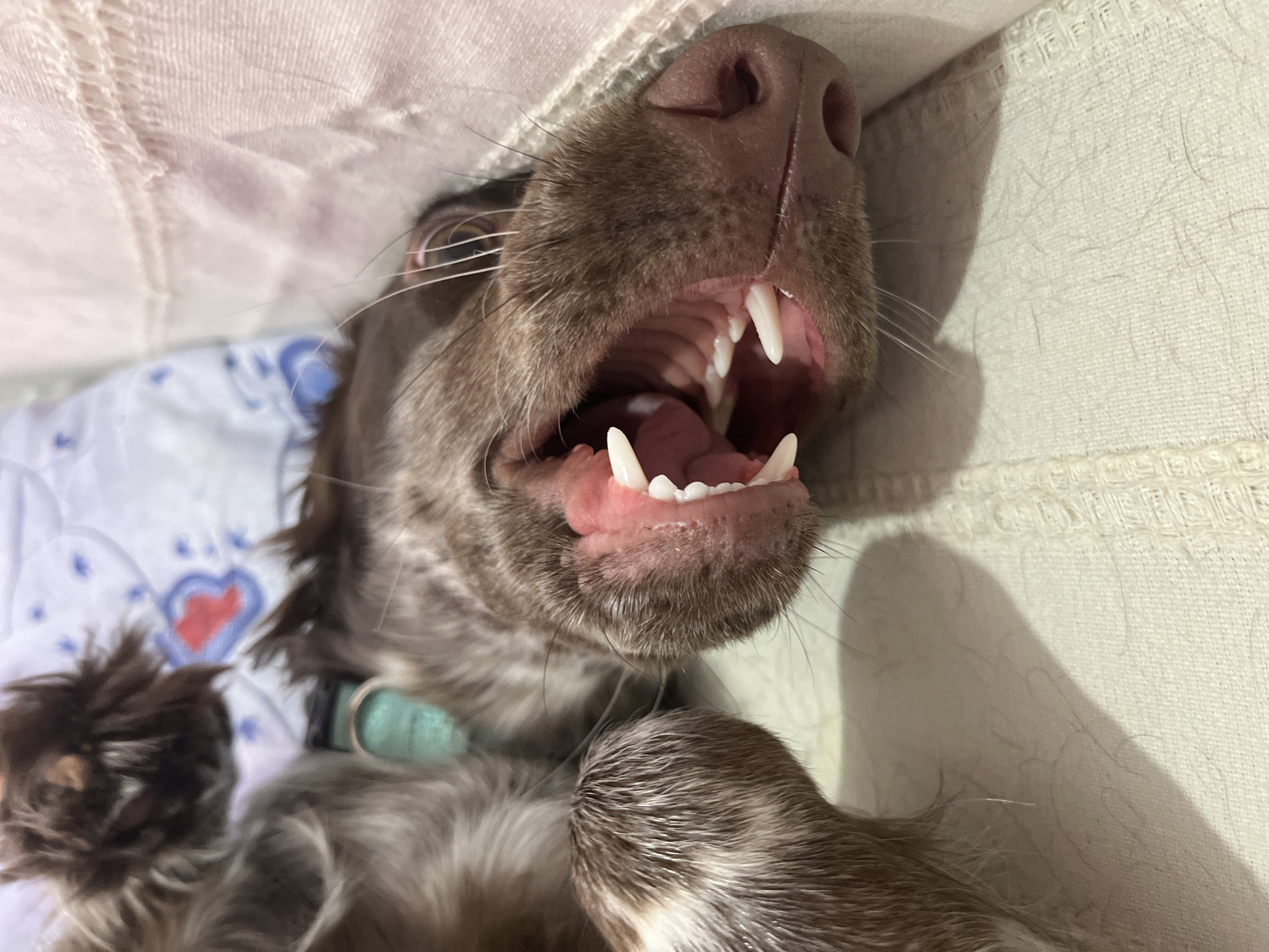 A close-up, upside-down view shows a brown and white dog with its mouth wide open, revealing its teeth and pink tongue. The dog is wearing a light blue collar. The background includes a white cushion with a floral patterned pillow underneath, and a cream-colored cushion on the right. The location is not discernible from the image.