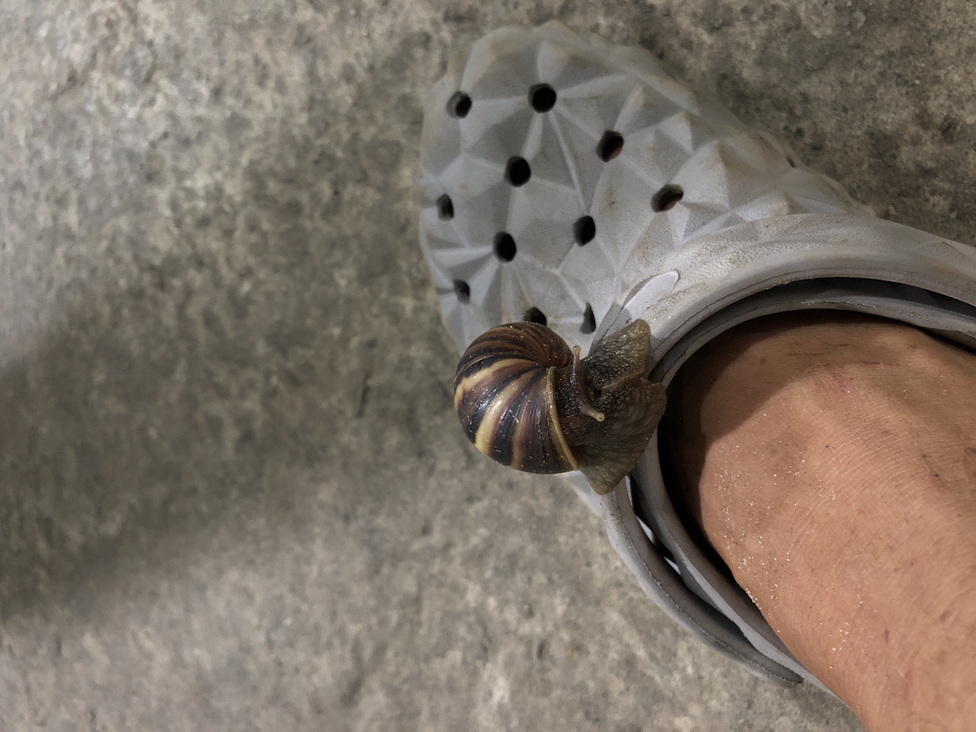 A close-up shot shows a person's foot wearing a gray, hole-punched clog. A brown and cream-striped snail is crawling on the edge of the clog, its body extended outwards. The clog is resting on a rough, textured gray surface, possibly concrete or stone. The lighting suggests it is daytime, with no strong shadows indicating it is not midday. The overall scene is simple and focuses on the snail's interaction with the shoe. There is no visible text in the image.