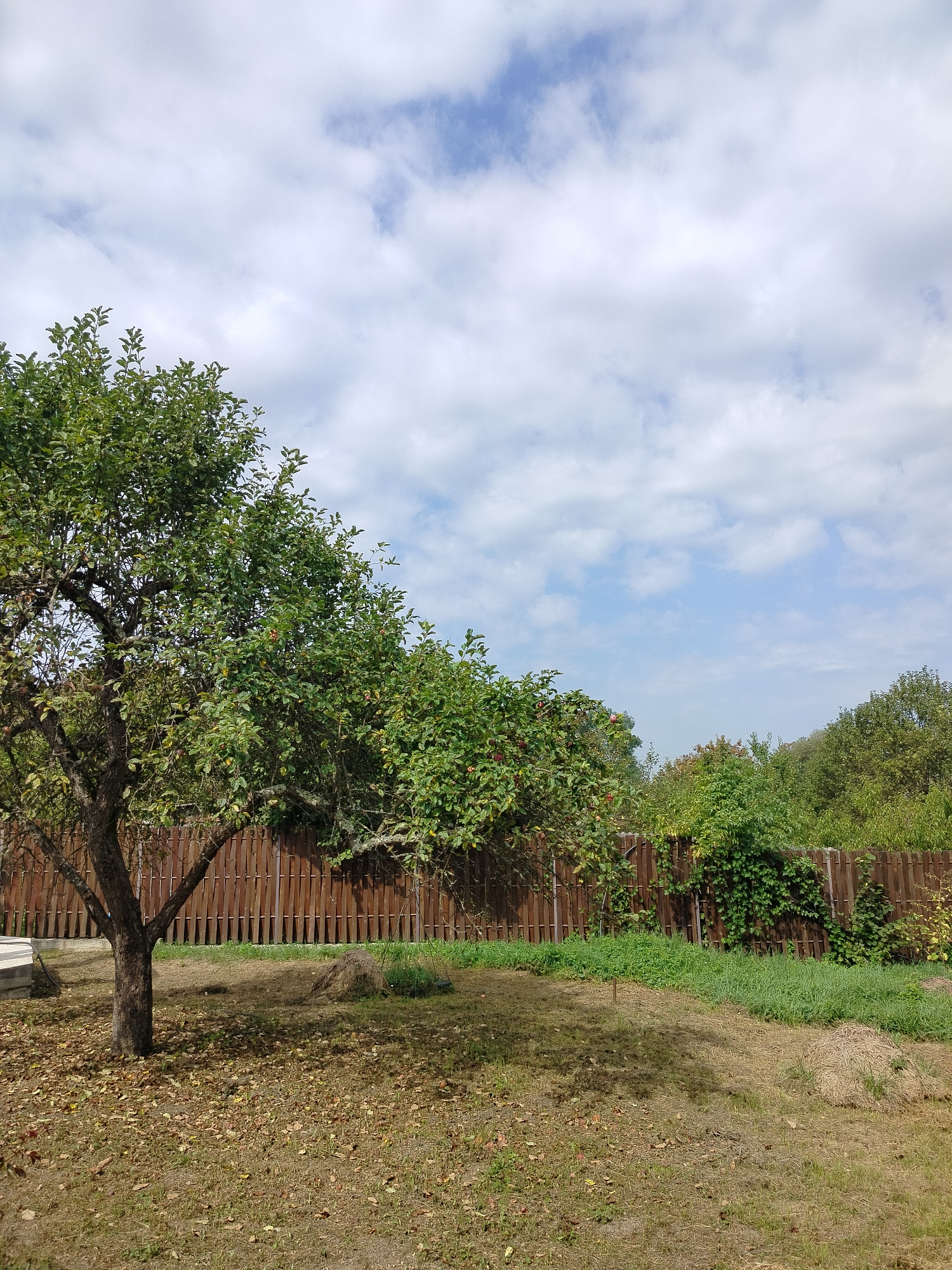 The image depicts a backyard scene with a mature apple tree in the foreground, its branches laden with green leaves and a few visible red apples. The tree stands on a grassy area scattered with fallen leaves, suggesting an autumn setting. Behind the tree, a wooden fence runs horizontally across the frame, separating the yard from a dense area of trees and shrubs. The sky above is partly cloudy, with patches of blue visible through white cumulus clouds. The location is identified as the city of Shaumyan, Russia. The scene is static and appears to be a natural, outdoor environment.