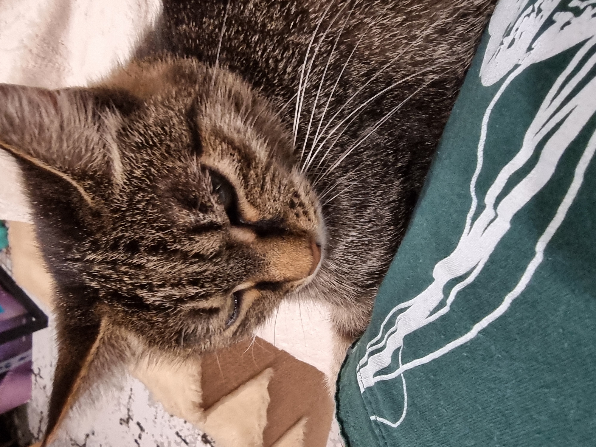 The image is a close-up, vertical shot of a tabby cat's head and upper body. The cat is resting, with its head tilted downwards and eyes partially closed. Its fur is a mix of brown, black, and tan stripes, with prominent white whiskers. The cat is lying on a textured surface, possibly a blanket or bed, with a green garment visible in the foreground. The garment has a white, abstract pattern printed on it. The background is blurred, showing hints of purple and beige. There is no indication of the city of Sochi, Russia, or any specific location within a city. The image focuses solely on the cat and its immediate surroundings.
