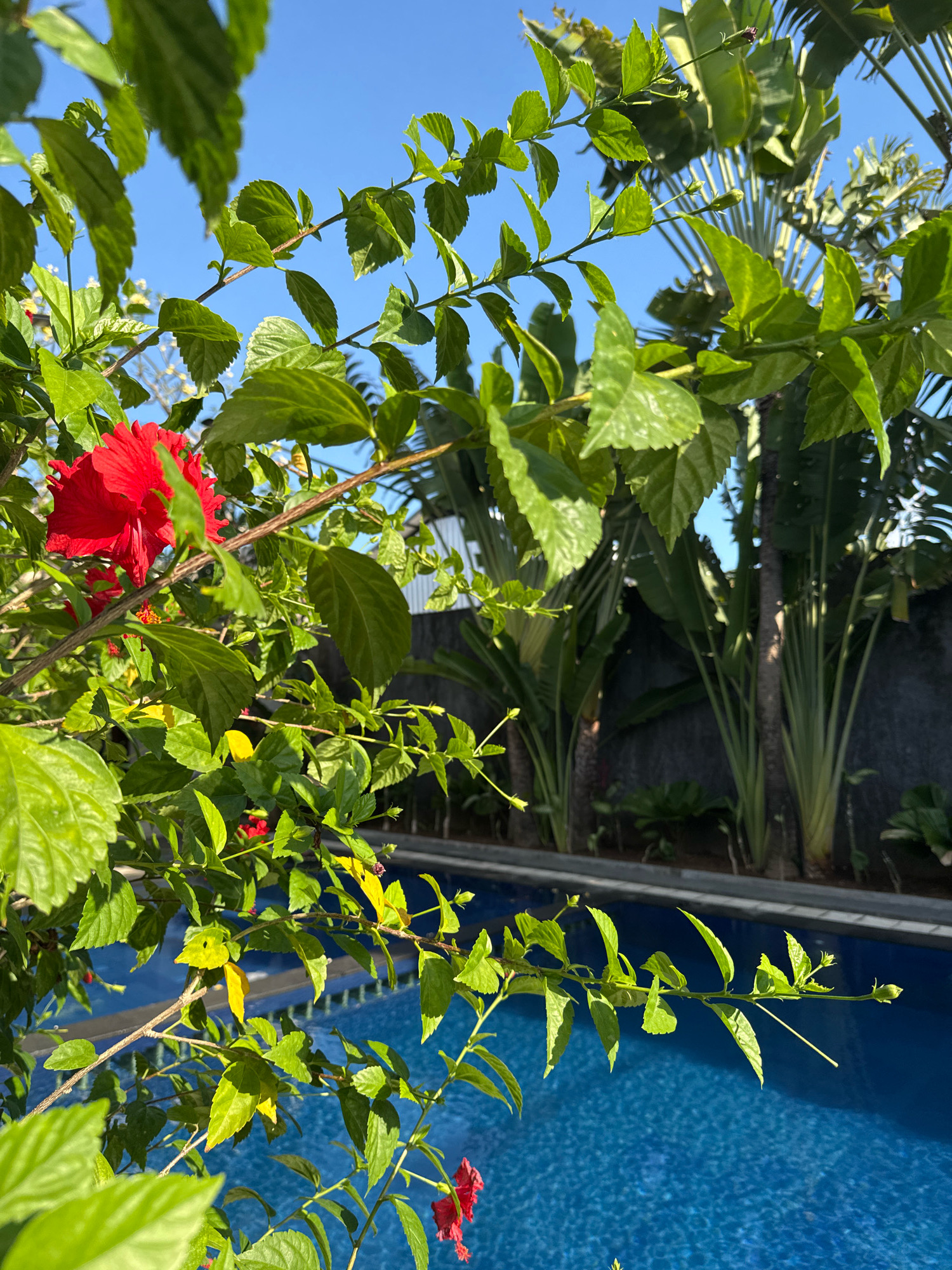 In Denpasar, Indonesia, a bright red hibiscus flower with vibrant green leaves is in the foreground, with a portion of its petals catching the sunlight. Behind it, the deep blue water of a swimming pool shimmers, its surface reflecting the clear, azure sky above. Tall, slender palm trees and lush green foliage create a tropical backdrop, bordering the pool and extending towards a dark grey wall. The scene is bathed in the warm glow of sunlight, suggesting a tranquil, outdoor setting.