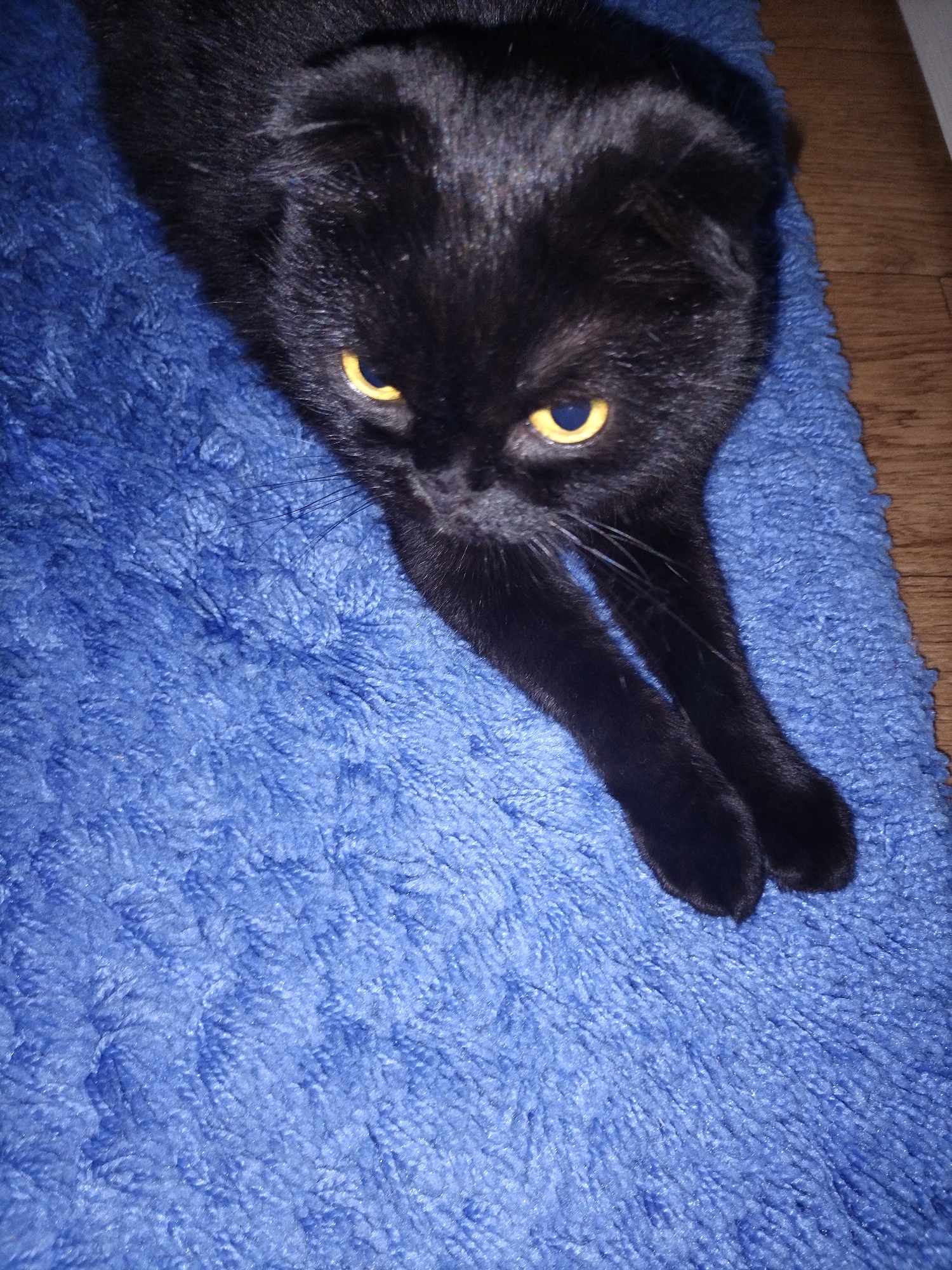 A black cat with yellow eyes lies on a blue rug. The cat is positioned with its head in the upper center of the frame, looking down and slightly to the left. Its body extends diagonally downwards towards the bottom right. The cat's front paws are extended forward and are visible in the lower center of the image. The background consists of a wooden floor visible to the right of the rug. The scene is indoors.