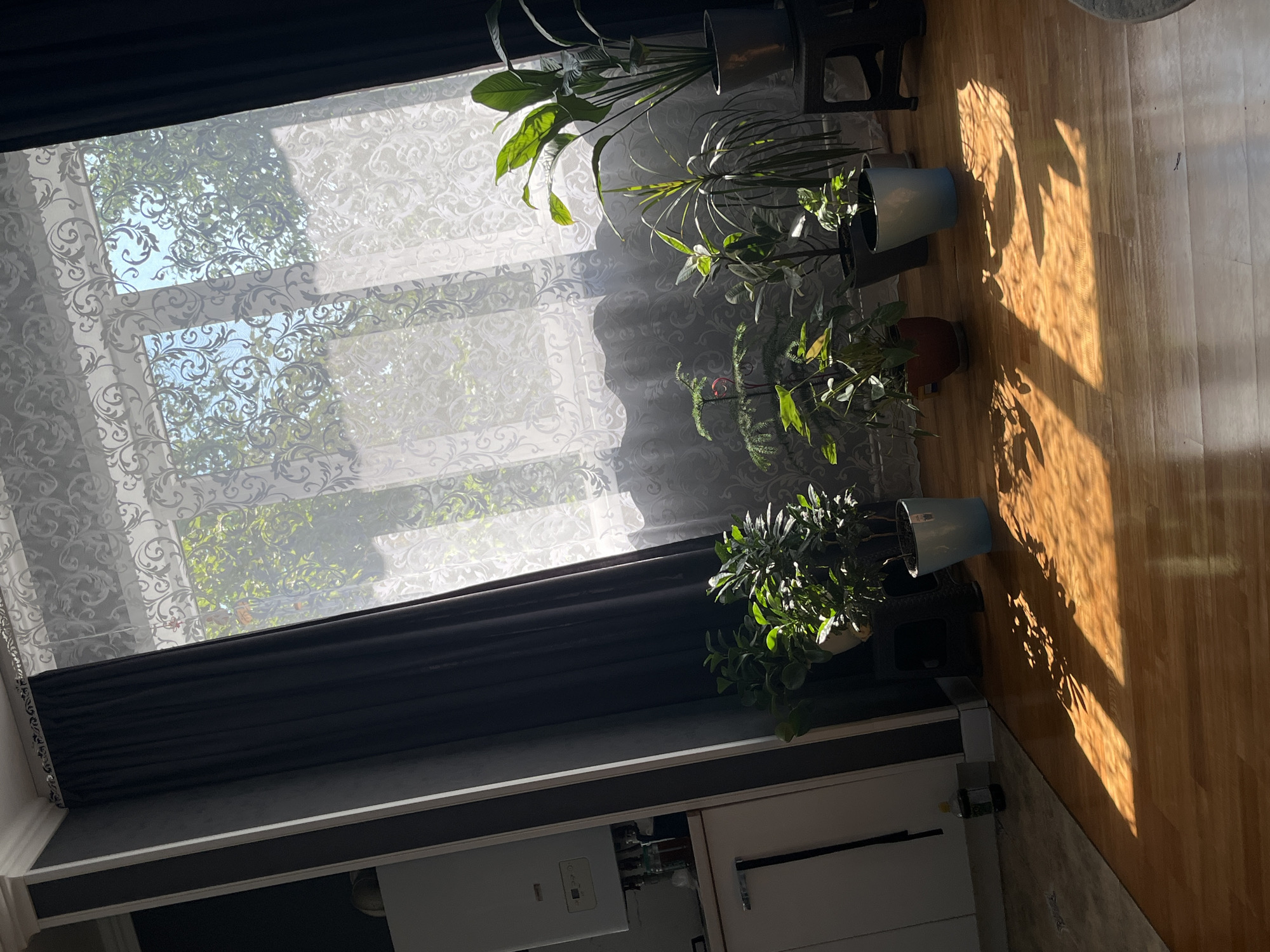 The image depicts an indoor scene, likely a living room, illuminated by sunlight streaming through a window covered by sheer, patterned curtains. The room features polished wooden flooring, a dark grey curtain on the left, and a white wall with a water heater unit visible. Several potted plants of varying sizes and types are arranged on the floor in front of the window, casting distinct shadows onto the floor. The sunlight creates a warm, dappled effect across the floor and plants. There are no people or animals visible in the image. The general atmosphere is serene and domestic.