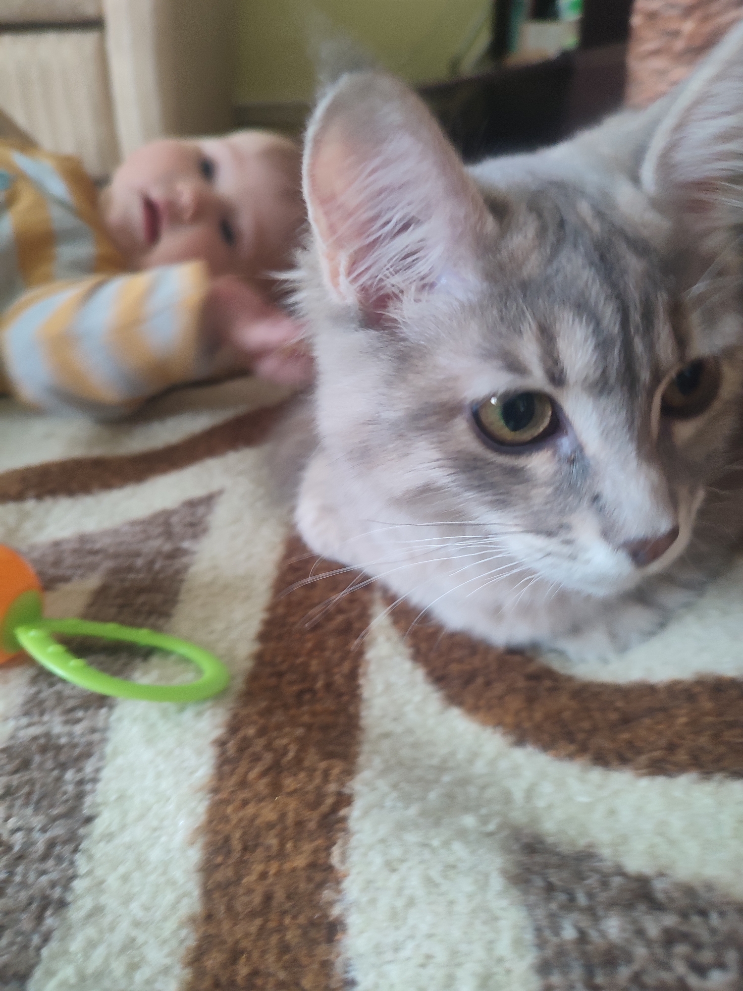 A close-up, slightly blurred image shows a gray tabby kitten with amber eyes lying on a brown and cream striped carpet. To the left of the kitten is a baby lying on its side wearing a yellow and white striped garment. A green and orange baby rattle is visible near the left edge of the image. The location and city are unknown.