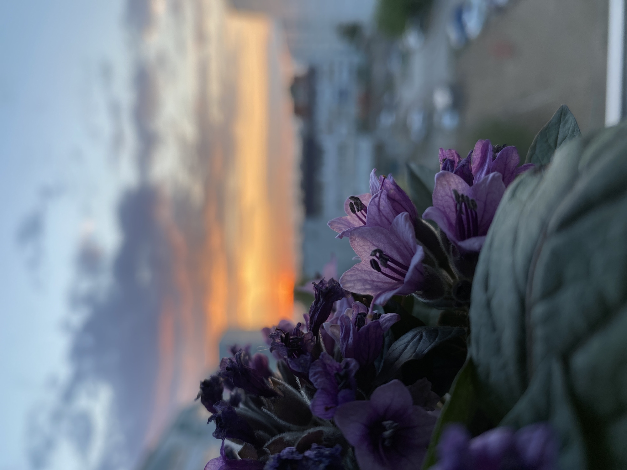 A close-up, slightly blurred image shows purple flowers with green leaves in the foreground. The background reveals a sunset sky with a building visible amidst orange and yellow light. The blurred cityscape suggests an urban environment, with a car visible. No people or interactions are visible. The image captures a moment of natural beauty juxtaposed with the built environment, but without further context, a definitive location in Chaikovsky, Russia cannot be confirmed solely from the image.