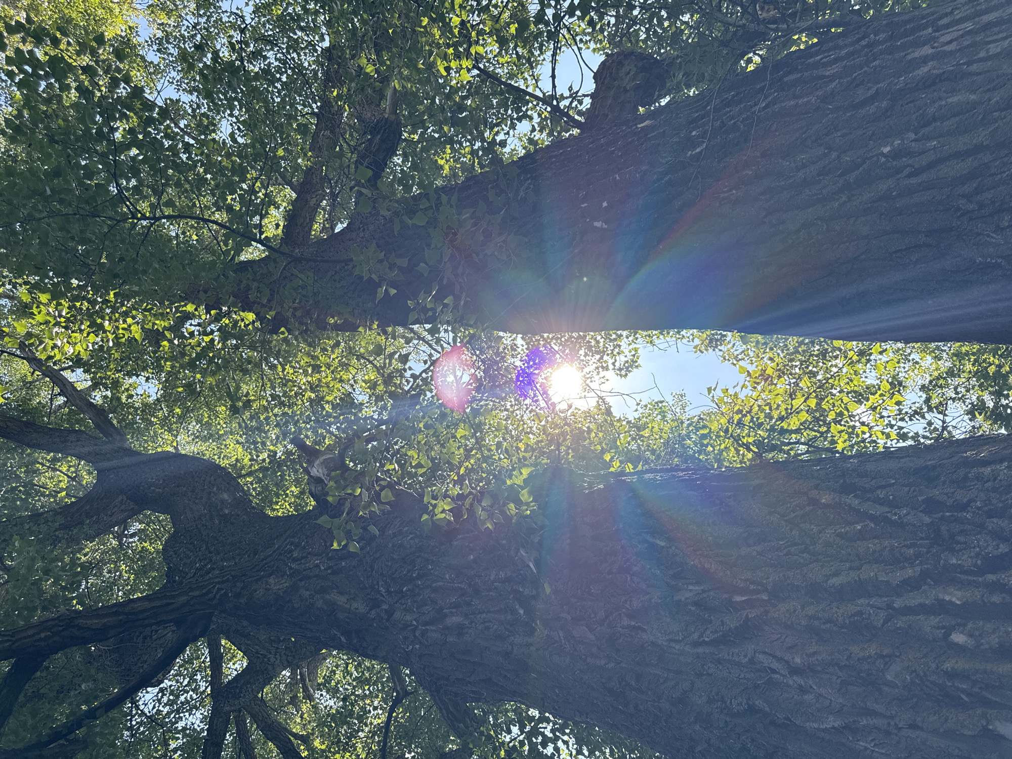 The image is a low-angle shot looking up at two large, old trees with thick, textured bark. The sun is shining through the canopy, creating a lens flare and rainbow effect across the frame. Lush green leaves fill the upper portions of the trees and the sky. The scene is entirely natural, with no people or man-made objects visible. The location is not specified in the image, and therefore cannot be determined as being in Ufa, Russia.
