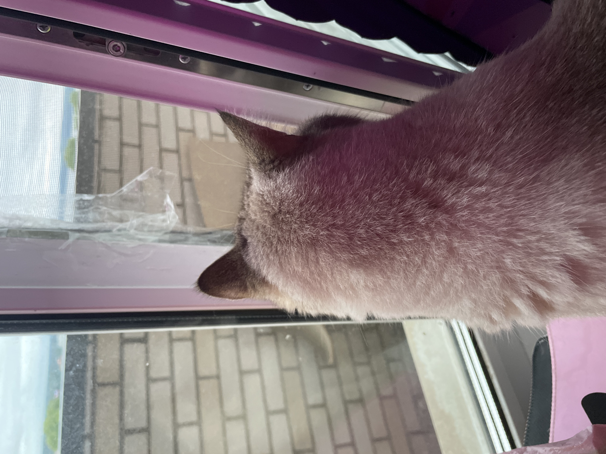 A light-furred cat, viewed from the rear, sits at a window, looking out onto an urban landscape. The cat's fur is a light brown or beige hue, with darker brown fur on its visible, pointed ears. To the immediate right, a vibrant pink vertical frame or furniture element is prominent, showing several metallic bolts or screws, with a deep shadow cast against it. Below and to the left of the cat, a segment of a pink object, possibly a bag or cushion, is visible.
The window features a light-colored sill and a dark vertical divider. A translucent white mesh screen or blind covers the upper portion of the window, and a piece of clear, crumpled plastic is attached near the top-left corner. Outside the window, a light brown brick wall dominates the mid-ground, indicating proximity to another building or a specific architectural feature, common in multi-story residential areas of Votkinsk, Russia. Above the brick wall, a distant view under an overcast sky reveals a patch of green foliage or trees, with faint outlines of further urban structures or natural terrain on the horizon. The scene depicts a quiet, still moment of observation.