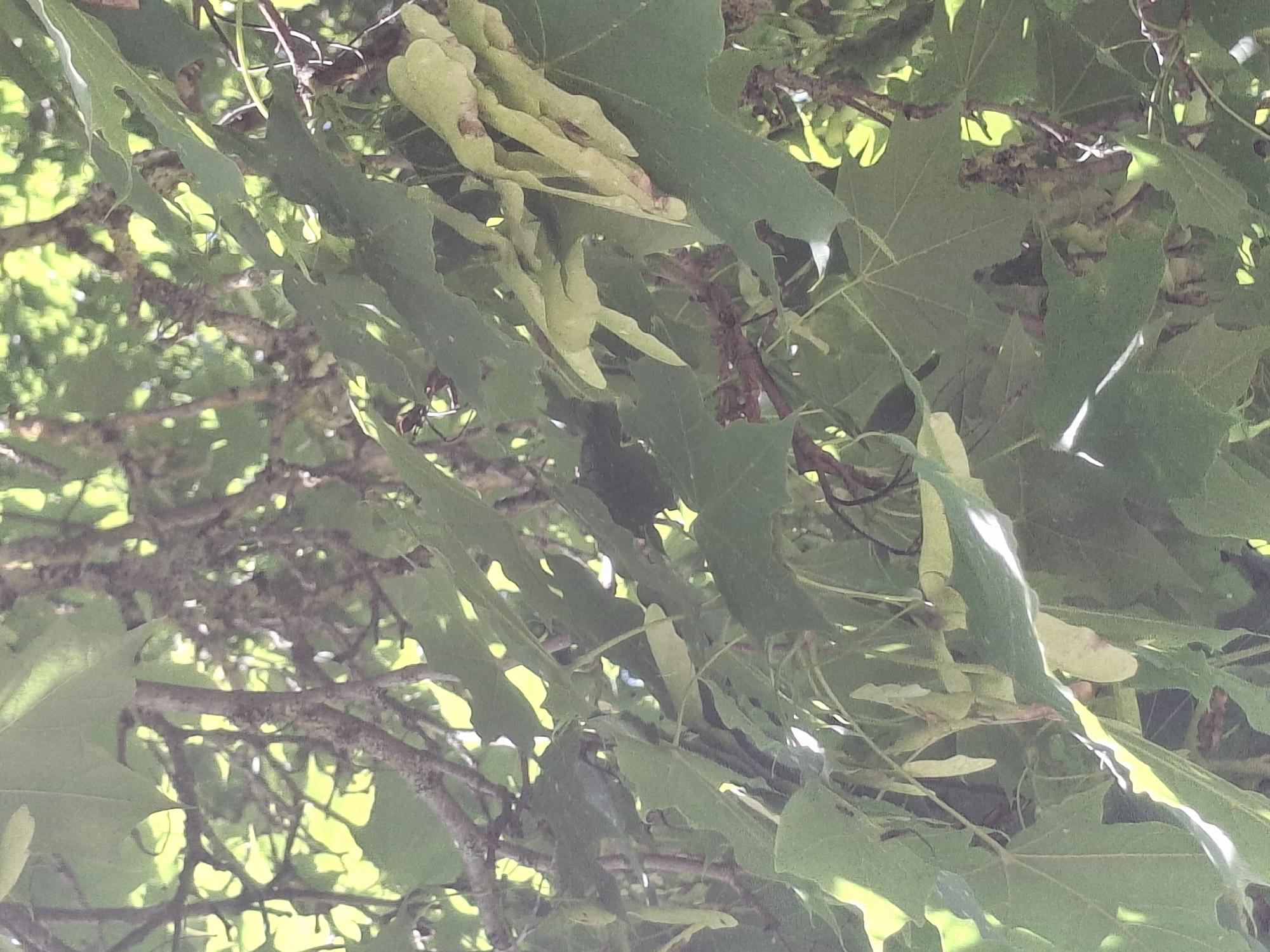 This is a close-up, eye-level, medium shot of maple tree samaras (winged seeds) and leaves. The light is coming from behind the tree, creating a backlit effect that highlights the veins of the leaves and the translucent quality of the samaras. The overall color palette is dominated by various shades of green, with hints of brown from the branches and the samaras. The image appears to be taken outdoors, likely in a park or natural area within the city of Ogre, Latvia. The samaras are clustered together, suggesting they are ripe and ready to fall. The leaves are broad and lobed, characteristic of maple trees. The branches are gnarled and twisted, covered in what appears to be moss or lichen. The background is blurred, with bright spots of sunlight filtering through the foliage, indicating a sunny day. There are no people or animals visible in the image. The focus is entirely on the natural details of the tree.