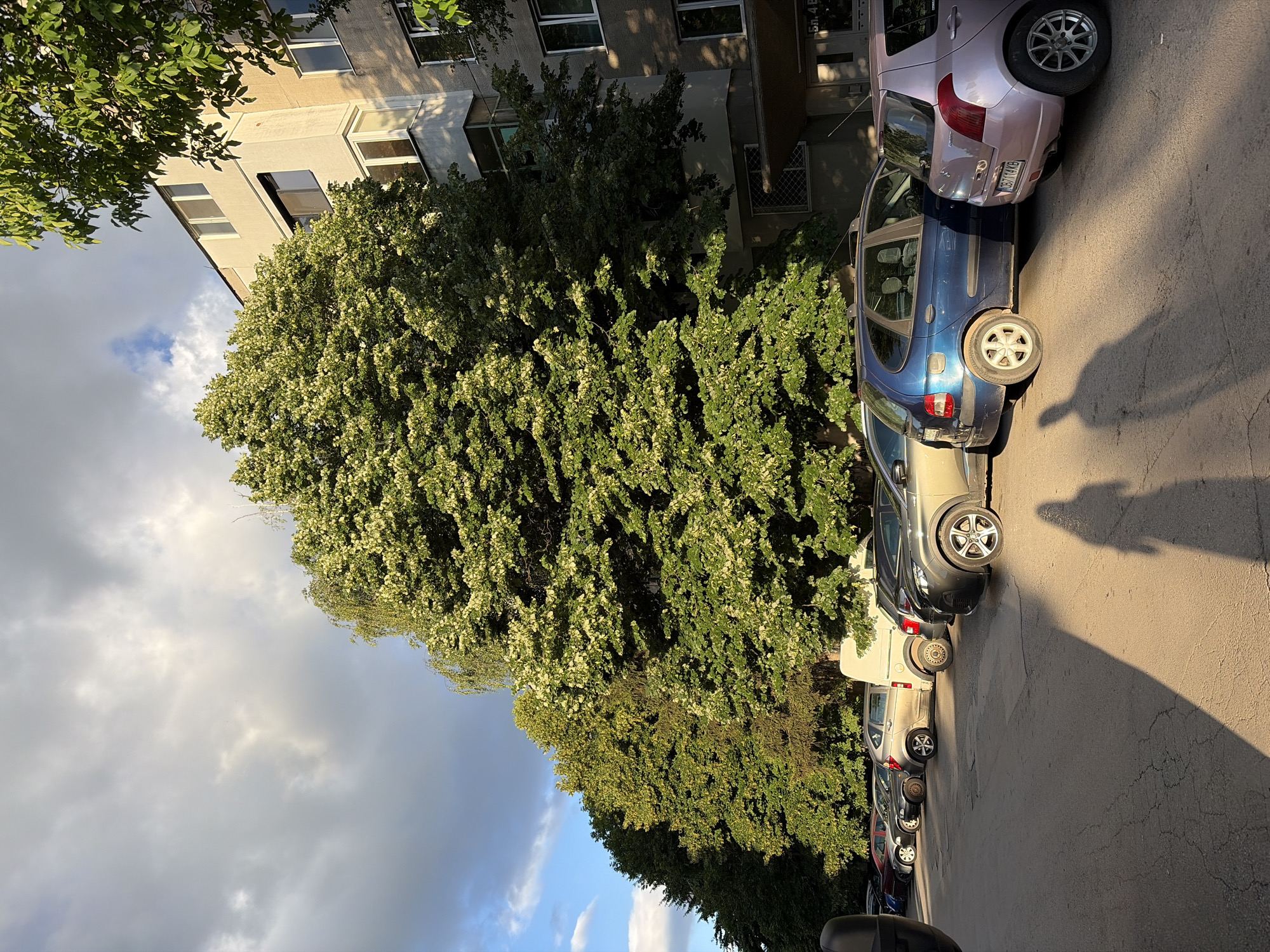 In the city of Unknown, Unknown, an outdoor parking lot is depicted adjacent to a multi-story residential building. The building, constructed with grey concrete and adorned with balconies, has several windows visible. A row of parked cars, including a pink hatchback, a blue minivan, a silver SUV, and a white van, are situated in front of the building. The foreground shows a paved surface casting long shadows from two individuals, whose silhouettes are visible. Large trees with abundant green foliage, some bearing white flowers, line the parking lot, partially obscuring the building. The sky above is a mix of grey clouds and patches of blue, with sunlight illuminating the scene from the right, creating a contrast between light and shadow.