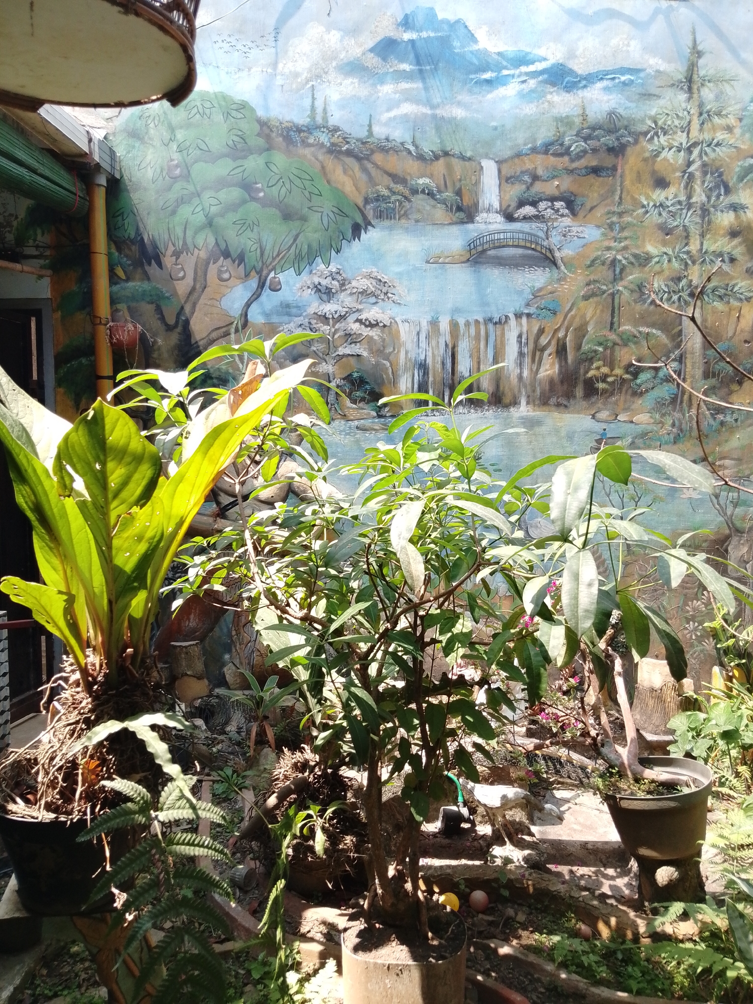 The image depicts an outdoor courtyard in Pringu, Indonesia, with a wall mural serving as the backdrop. The mural features a scenic landscape with mountains, waterfalls, a river, a bridge, and trees. In the foreground, several potted plants are arranged, creating a lush, verdant atmosphere. A large, leafy plant with broad green leaves stands prominently on the left. To its right, a smaller, more delicate plant with smaller leaves and some pink flowers is visible. Further to the right, another potted plant with thin branches and leaves is present. The ground is covered with soil, scattered leaves, and some decorative stones or mulch. In the middle ground, a concrete structure or statue is partially obscured by the foliage. Sunlight casts shadows across the scene, indicating it is daytime. The overall impression is that of a tranquil, garden-like setting integrated with artistic wall decor.