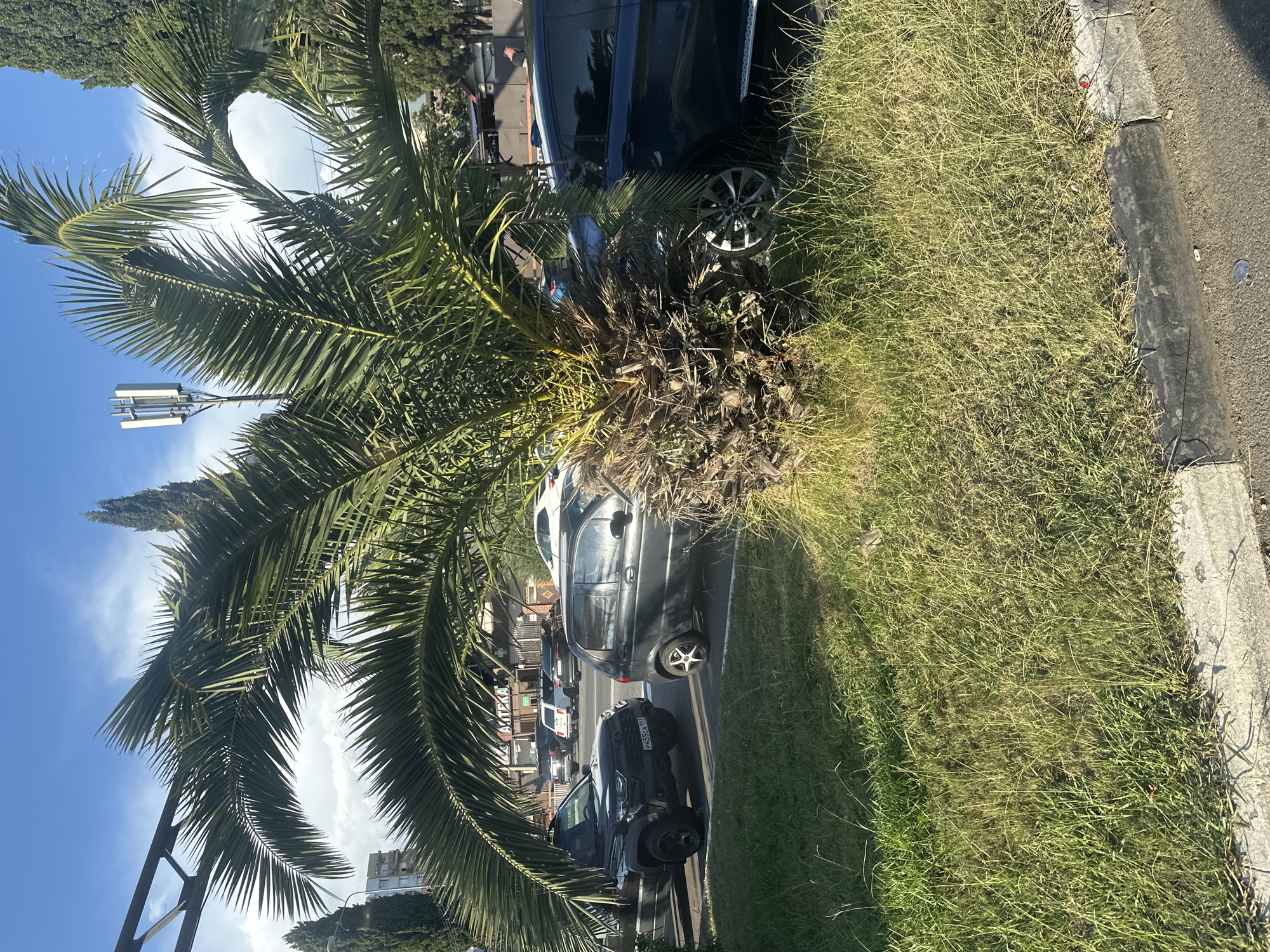 In Sochi, Russia, a palm tree with dense, dry fronds at its base stands by a street. Several cars are parked along the road, including a black SUV, a dark gray hatchback, and a blue SUV partially obscured by the palm. In the background, buildings and other trees are visible under a clear blue sky with scattered clouds. A cell tower can be seen in the distance. The scene appears to be a typical urban environment with a touch of tropical flora.