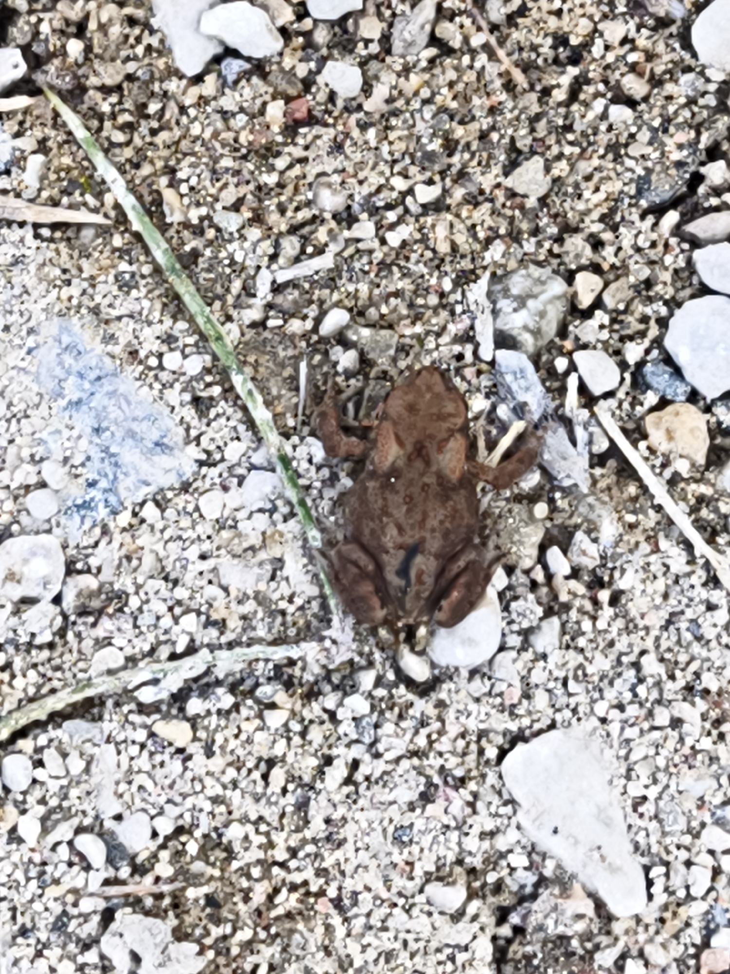 The image is a close-up, overhead shot of a small, brown frog on a surface of gravel and small stones. The frog is positioned in the center of the frame, facing upwards and slightly to the left. It has visible legs and a textured back. A thin, green blade of grass extends diagonally from the upper left to the middle of the frame, passing behind the frog. The ground is composed of various sizes of light-colored and dark pebbles, with some larger grey stones scattered throughout. There is a faint blueish smudge to the left of the frog. The scene appears to be outdoors, likely in a natural or unpaved area. There is no discernible information in the image to suggest a specific location within the city of Pedase, Estonia.
