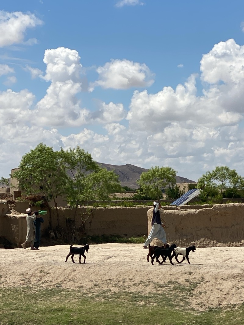 The image depicts a rural scene in Mandisar, Afghanistan. In the foreground, a herd of goats is being tended by a man dressed in traditional clothing, including a white turban, a dark vest, and light-colored trousers. He appears to be walking towards the right side of the frame, guiding the goats. To the left, two figures are walking while carrying a green tube. In the background, there is a low, earthen wall topped with trees and what appears to be a solar panel. Beyond the wall is a landscape of fields and a mountain range in the distance. The sky is blue and partly cloudy. The ground is dry and dusty.