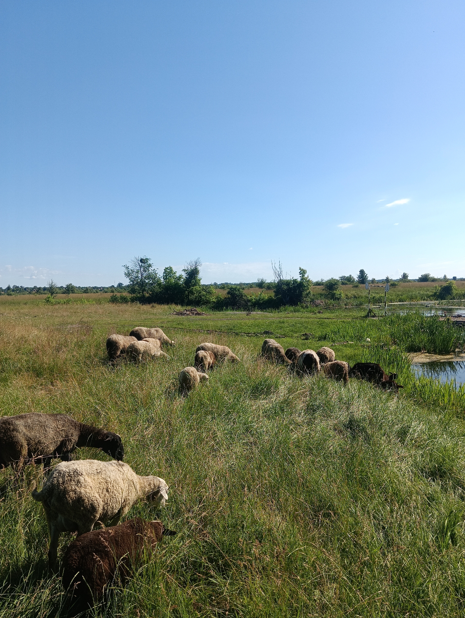 A flock of sheep grazes in a grassy field under a clear blue sky. The sheep are of various colors, including white, brown, and black. Some are clustered together while others are spread out across the field. In the background, there are trees and a body of water with reeds growing along its edge. A wooden structure, possibly a pier or a dock, is visible on the water. The overall scene depicts a peaceful rural landscape.